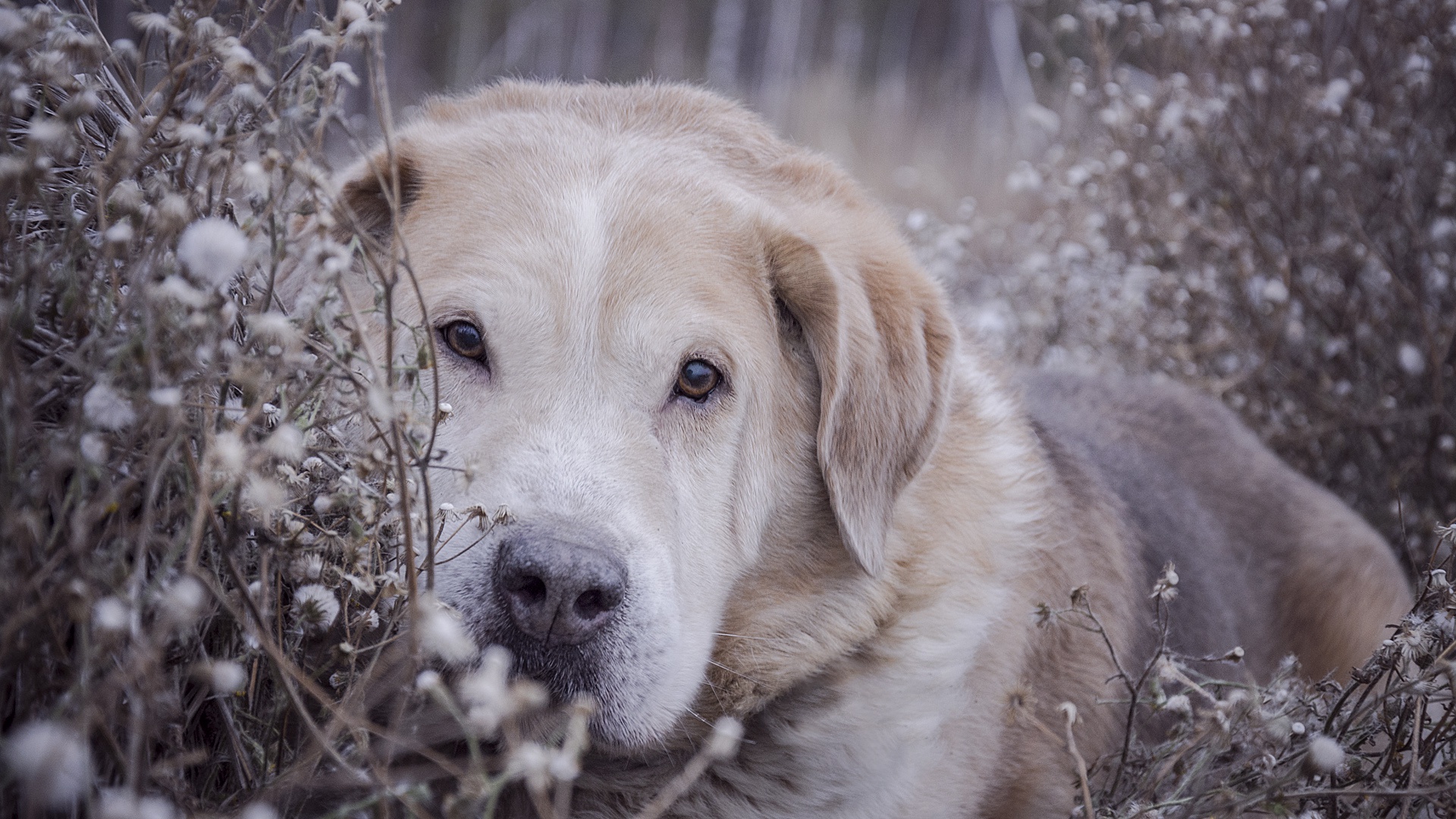 Laden Sie das Tiere, Hunde, Hund, Labrador Retriever-Bild kostenlos auf Ihren PC-Desktop herunter