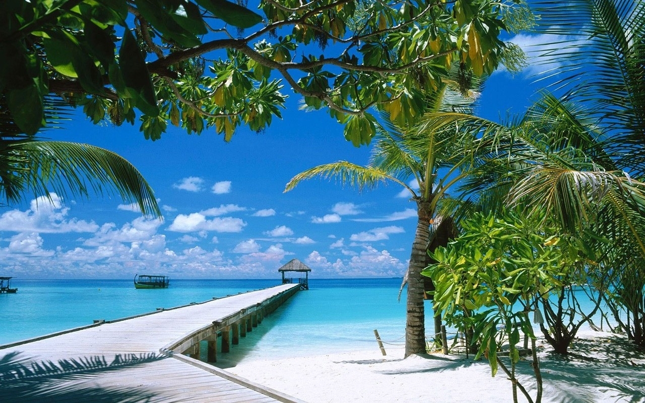 landscape, sea, beach, sand, palms