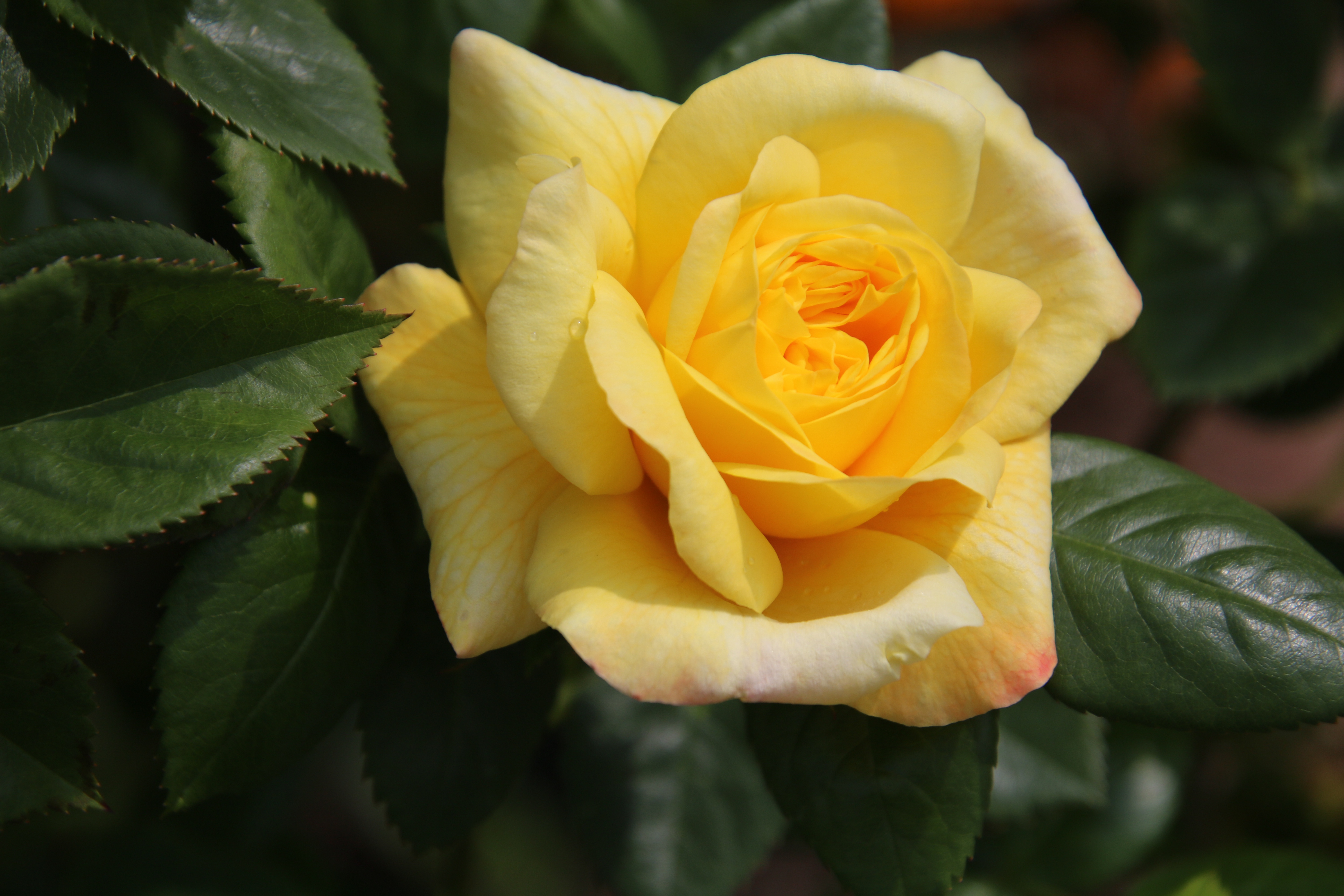 Скачать картинку Роза, Желтый Цветок, Земля/природа, Макрос, Желтая Роза в телефон бесплатно.