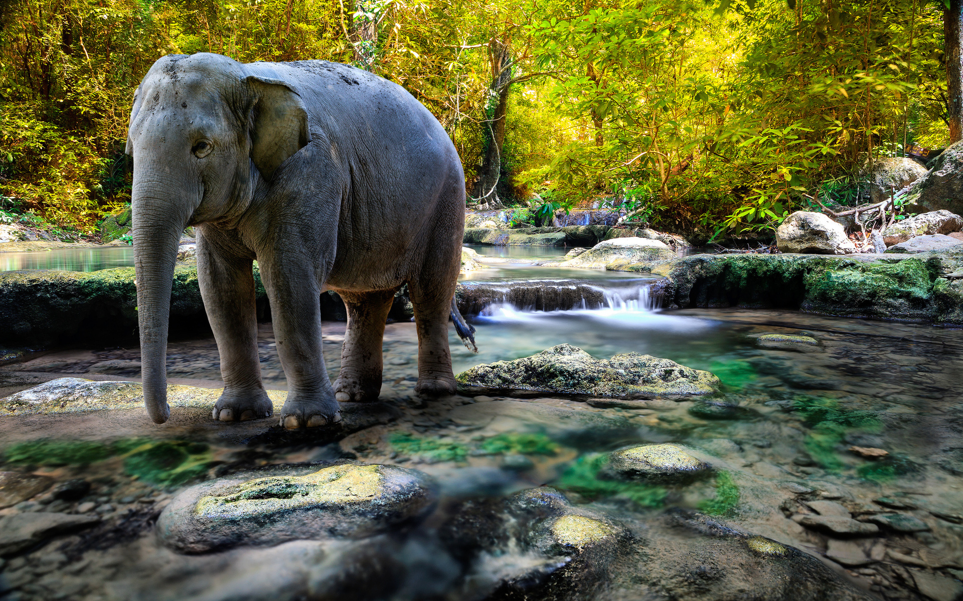 Download mobile wallpaper Asian Elephant, Elephants, Animal for free.