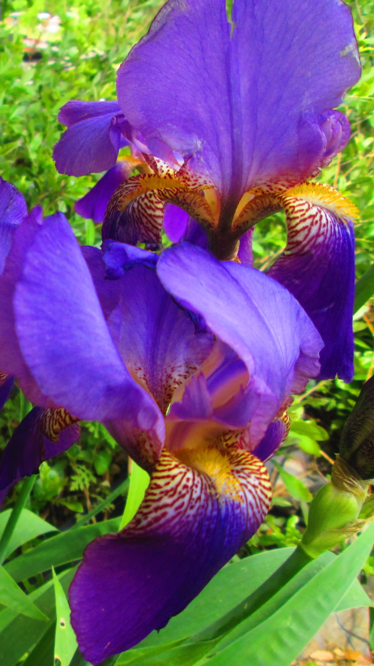 Download mobile wallpaper Nature, Flowers, Iris, Flower, Earth, Purple for free.