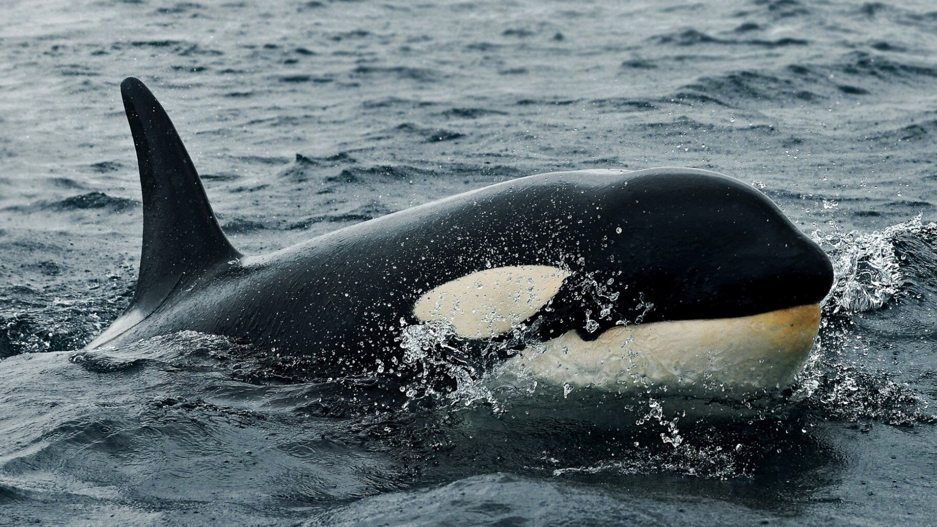 562615 baixar papel de parede animais, orca - protetores de tela e imagens gratuitamente