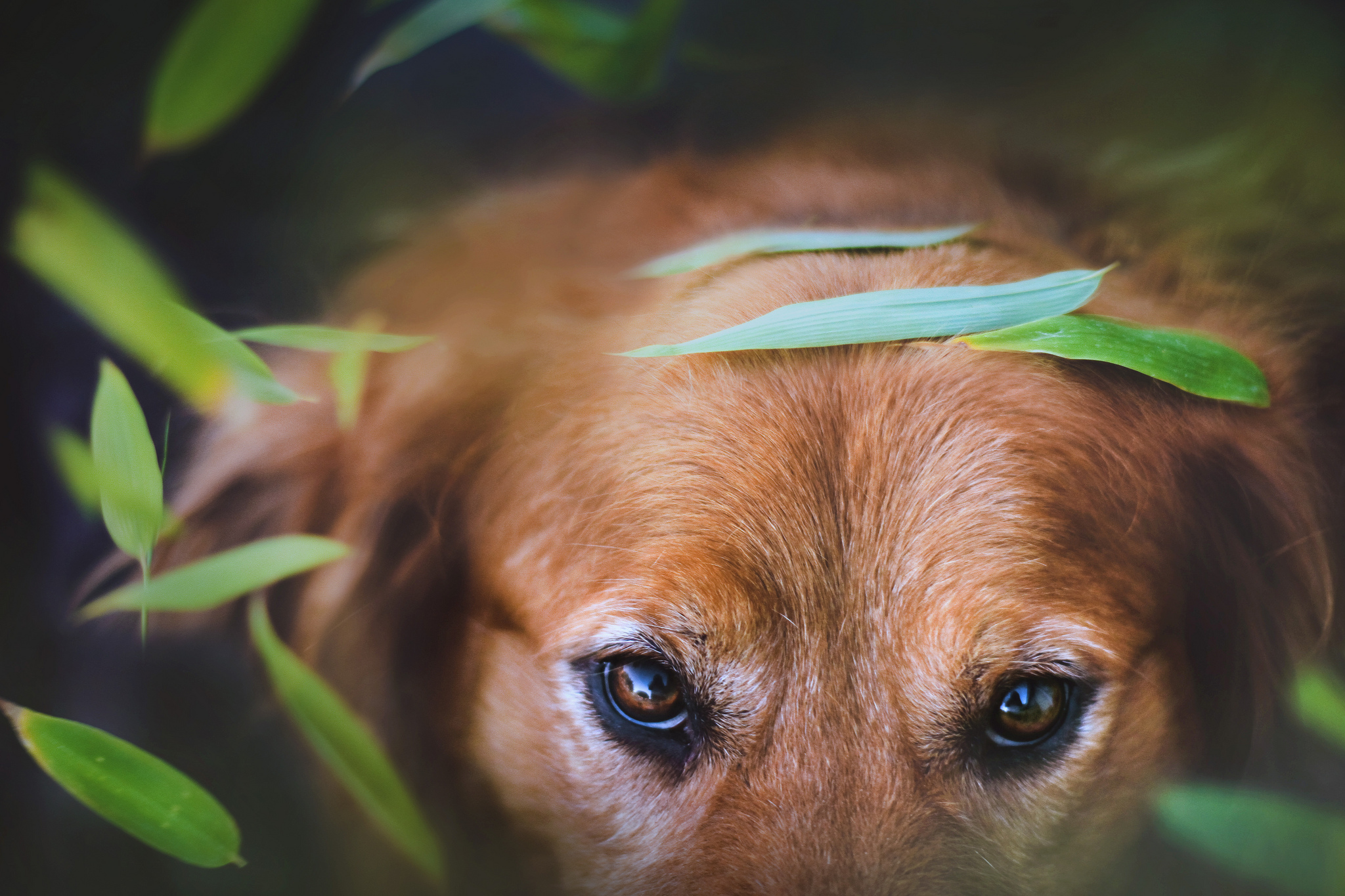 Descarga gratuita de fondo de pantalla para móvil de Animales, Perro Perdiguero De Oro.