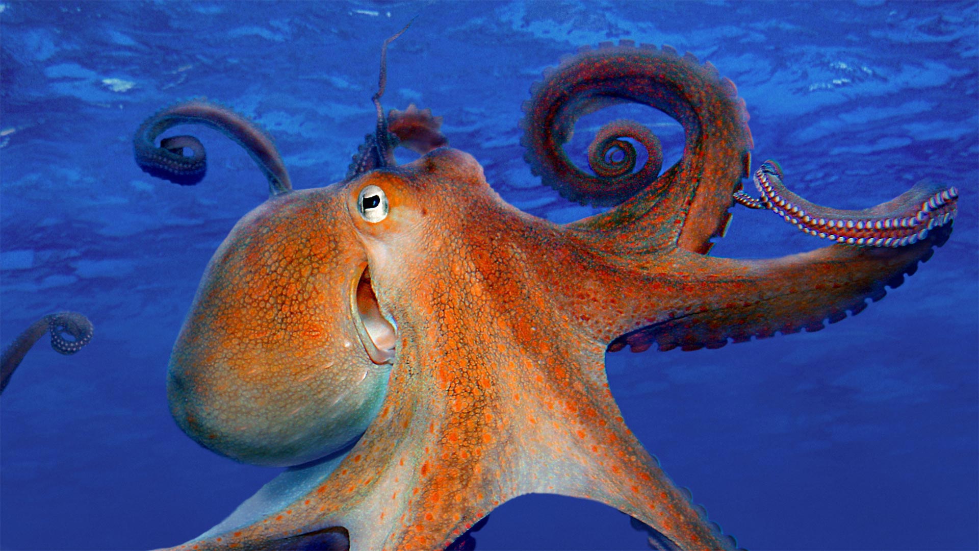 Download mobile wallpaper Octopus, Animal, Underwater, Sea Life for free.