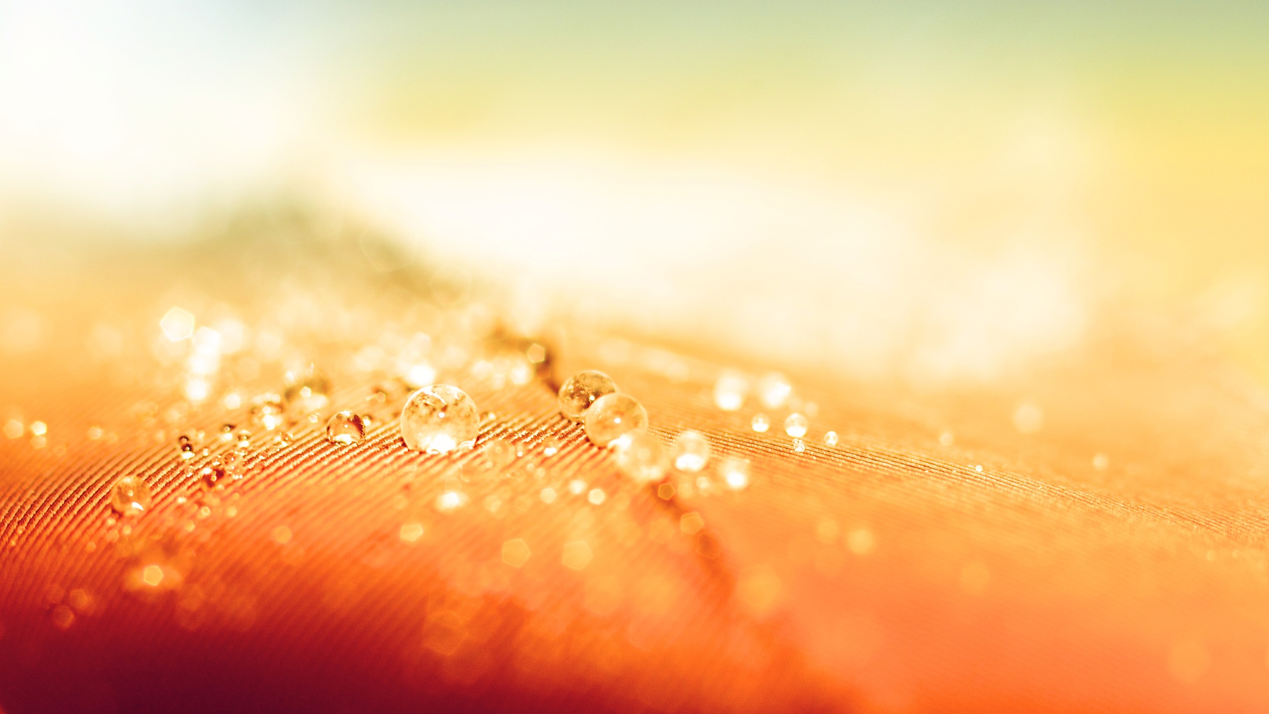 Free download wallpaper Love, Feather, Earth, Water Drop, Orange (Color) on your PC desktop