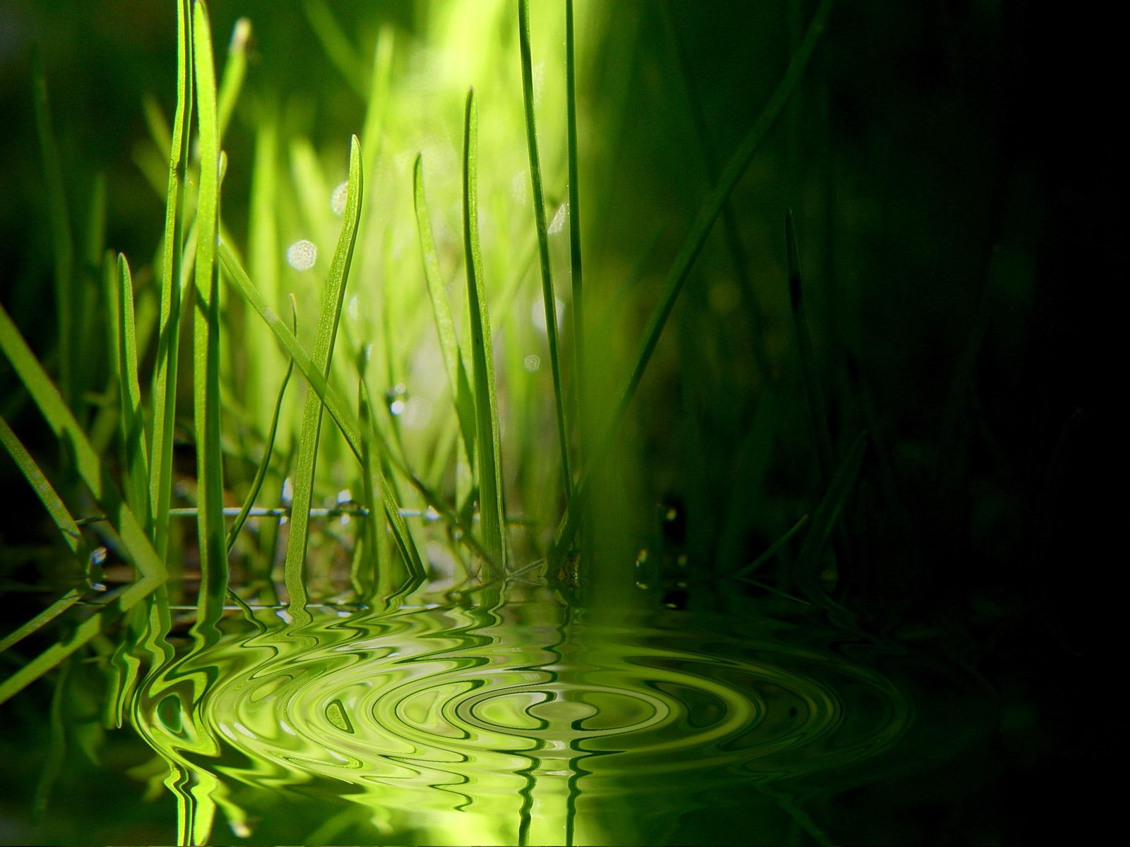 Handy-Wallpaper Gras, Erde/natur kostenlos herunterladen.