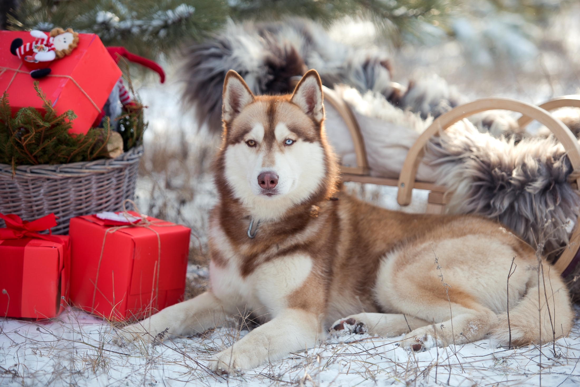 Baixar papel de parede para celular de Husky, Cães, Cão, Animais gratuito.