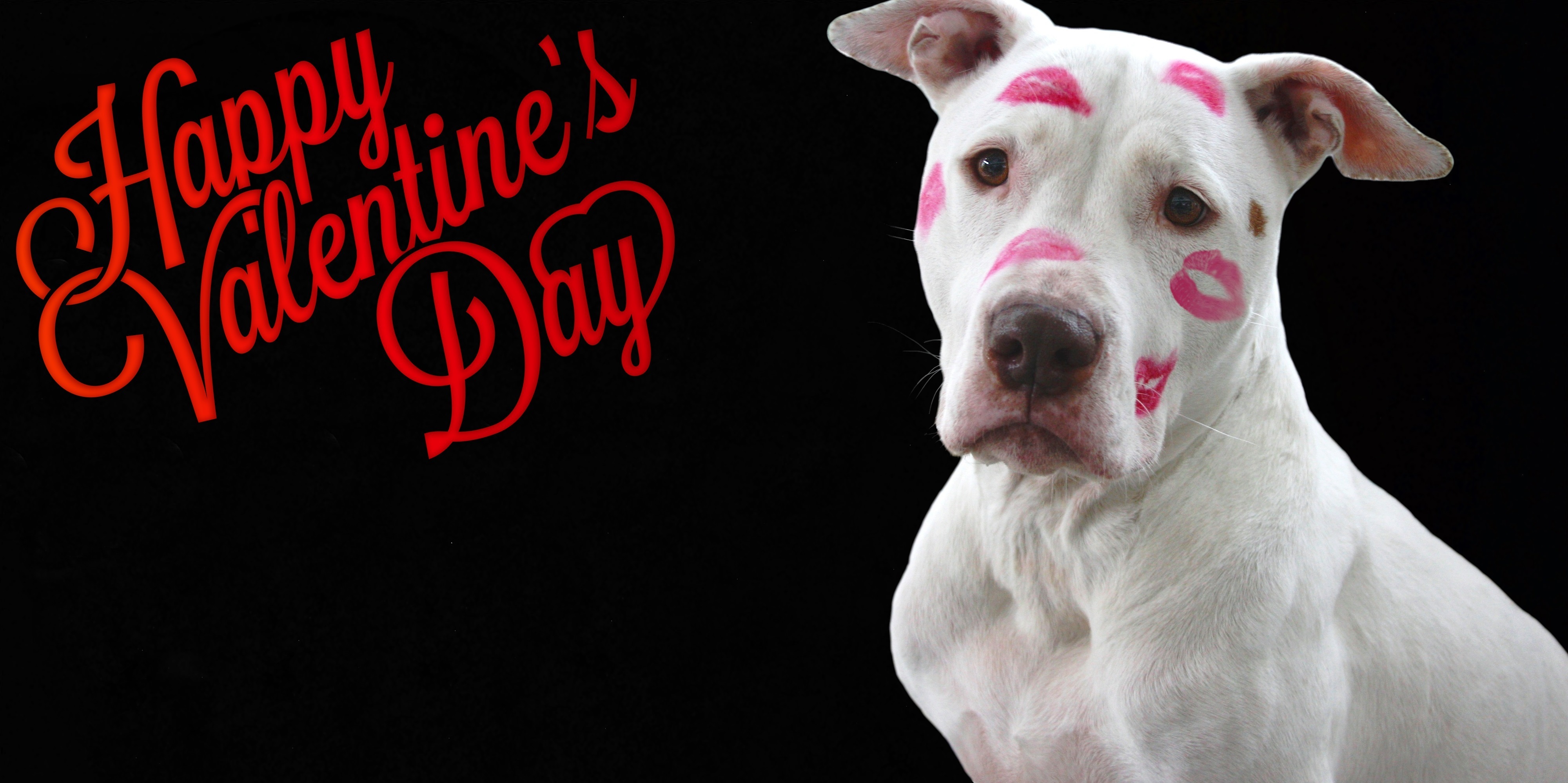 813021 descargar fondo de pantalla día de san valentín, día festivo, perro, feliz día de san valentín: protectores de pantalla e imágenes gratis