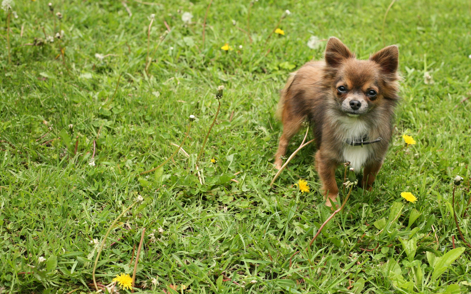 Téléchargez gratuitement l'image Animaux, Chien sur le bureau de votre PC