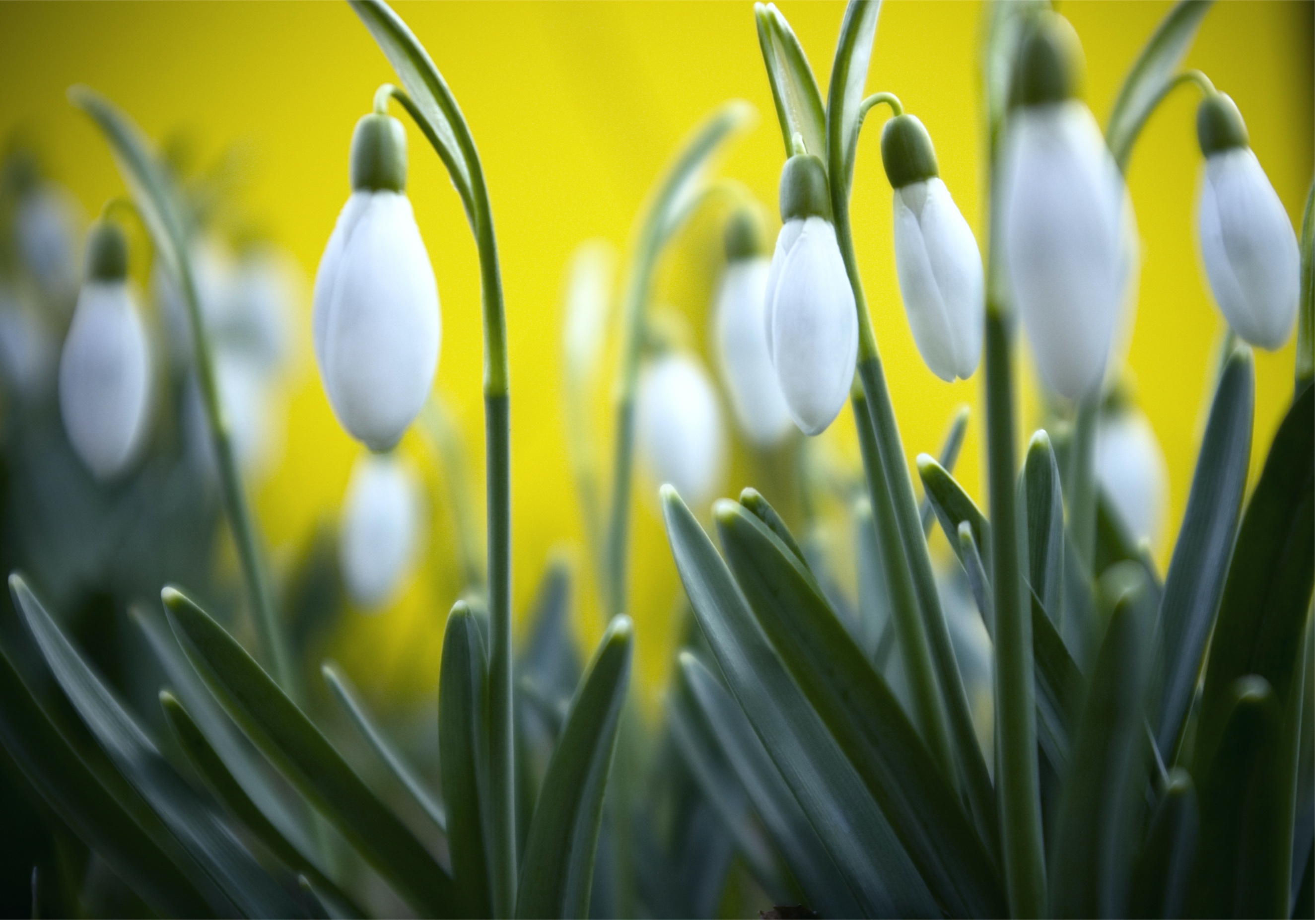 Laden Sie das Schneeglöckchen, Pflanze, Makro, Blumen-Bild kostenlos auf Ihren PC-Desktop herunter