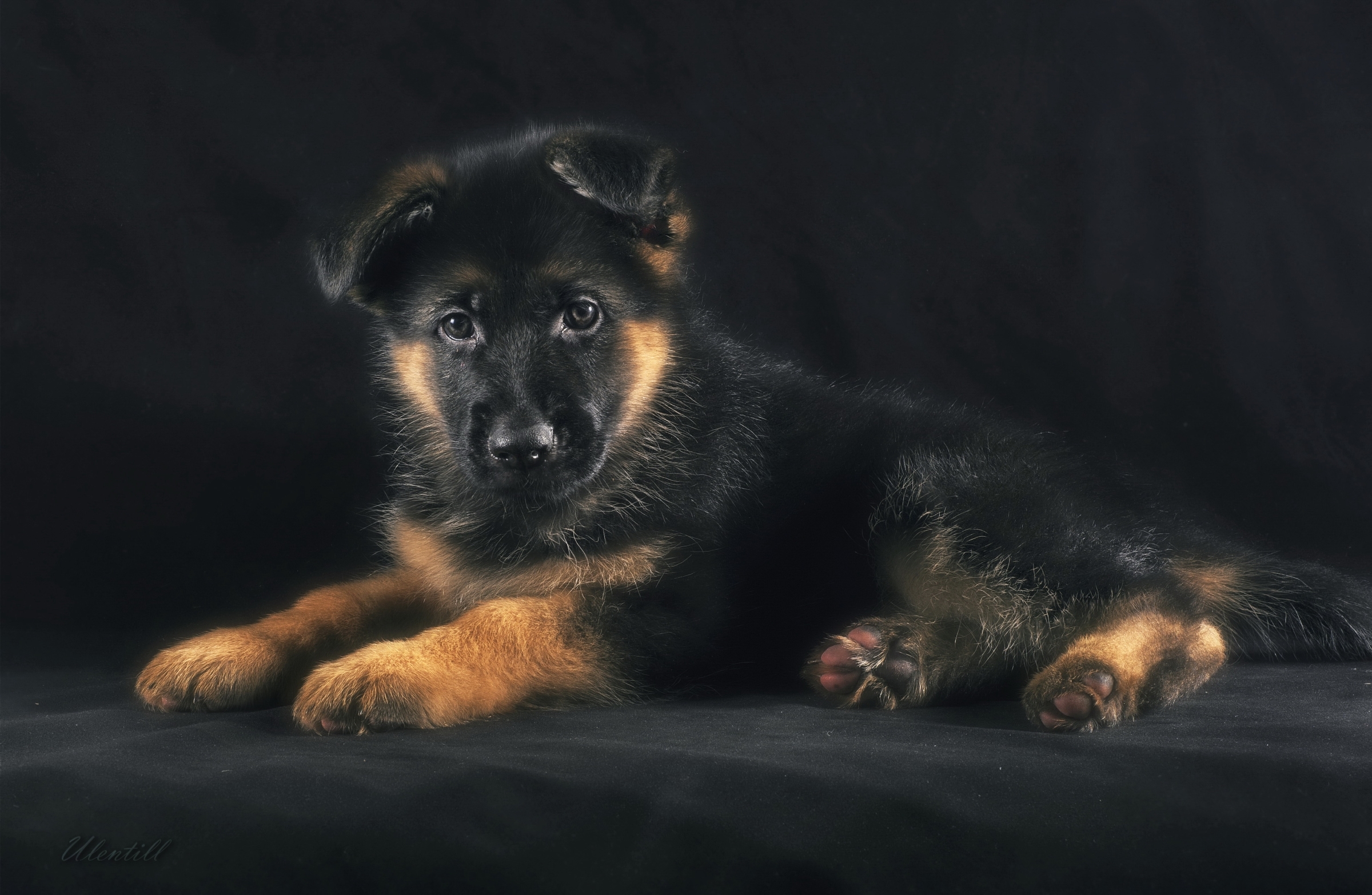 Download mobile wallpaper Dogs, Dog, Animal, Puppy, German Shepherd, Baby Animal for free.