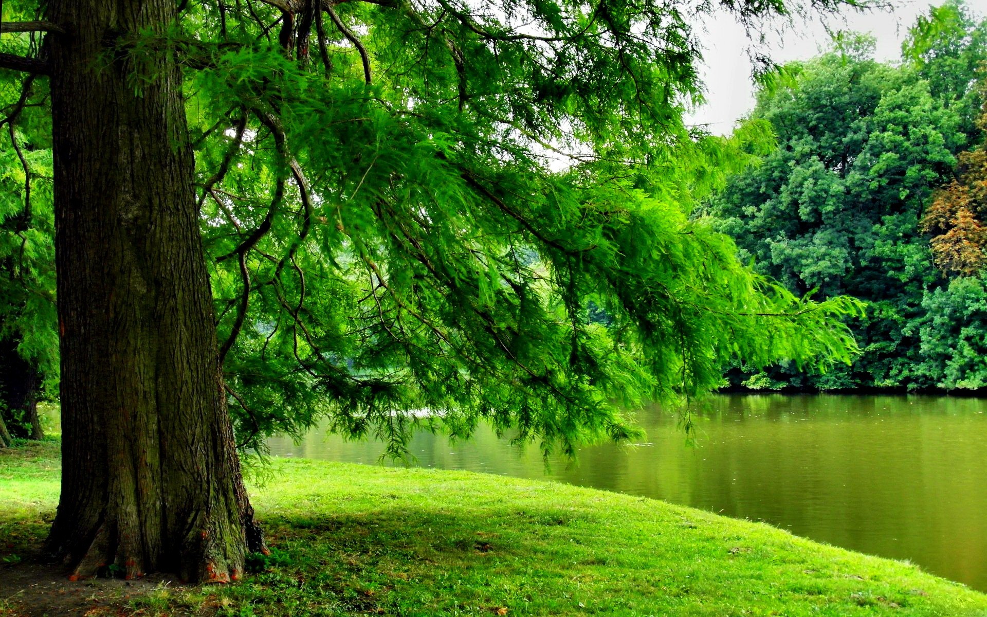 Скачать картинку Природа, Река, Деревья, Дерево, Зеленый, Ландшафт, Земля/природа в телефон бесплатно.