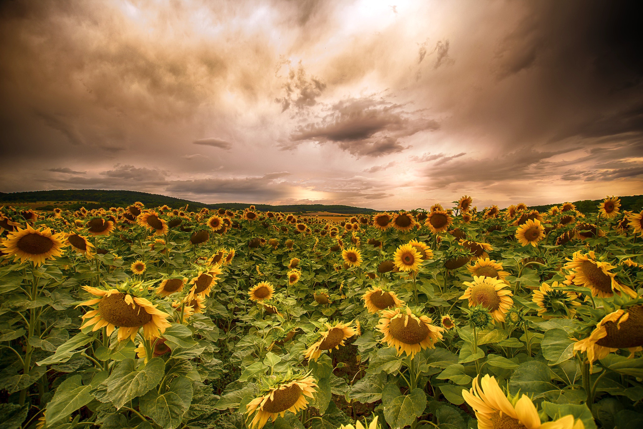 Download mobile wallpaper Nature, Flowers, Summer, Flower, Earth, Cloud, Sunflower, Yellow Flower for free.