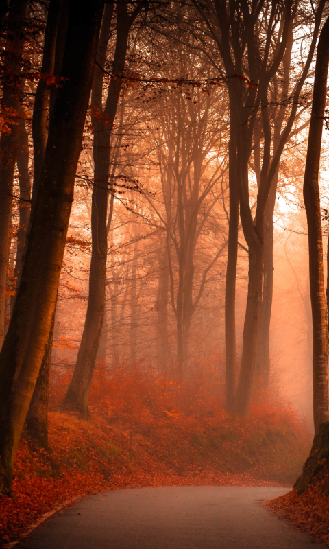 Download mobile wallpaper Nature, Road, Forest, Tree, Fog, Fall, Man Made for free.