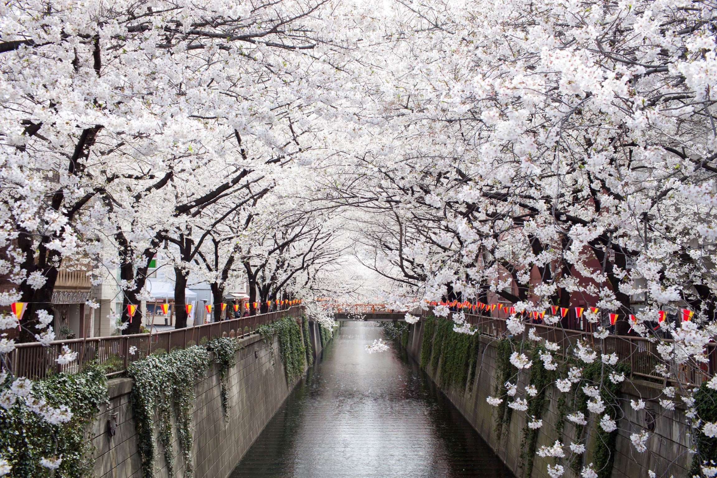 Download mobile wallpaper Tree, Blossom, Man Made, Canal for free.