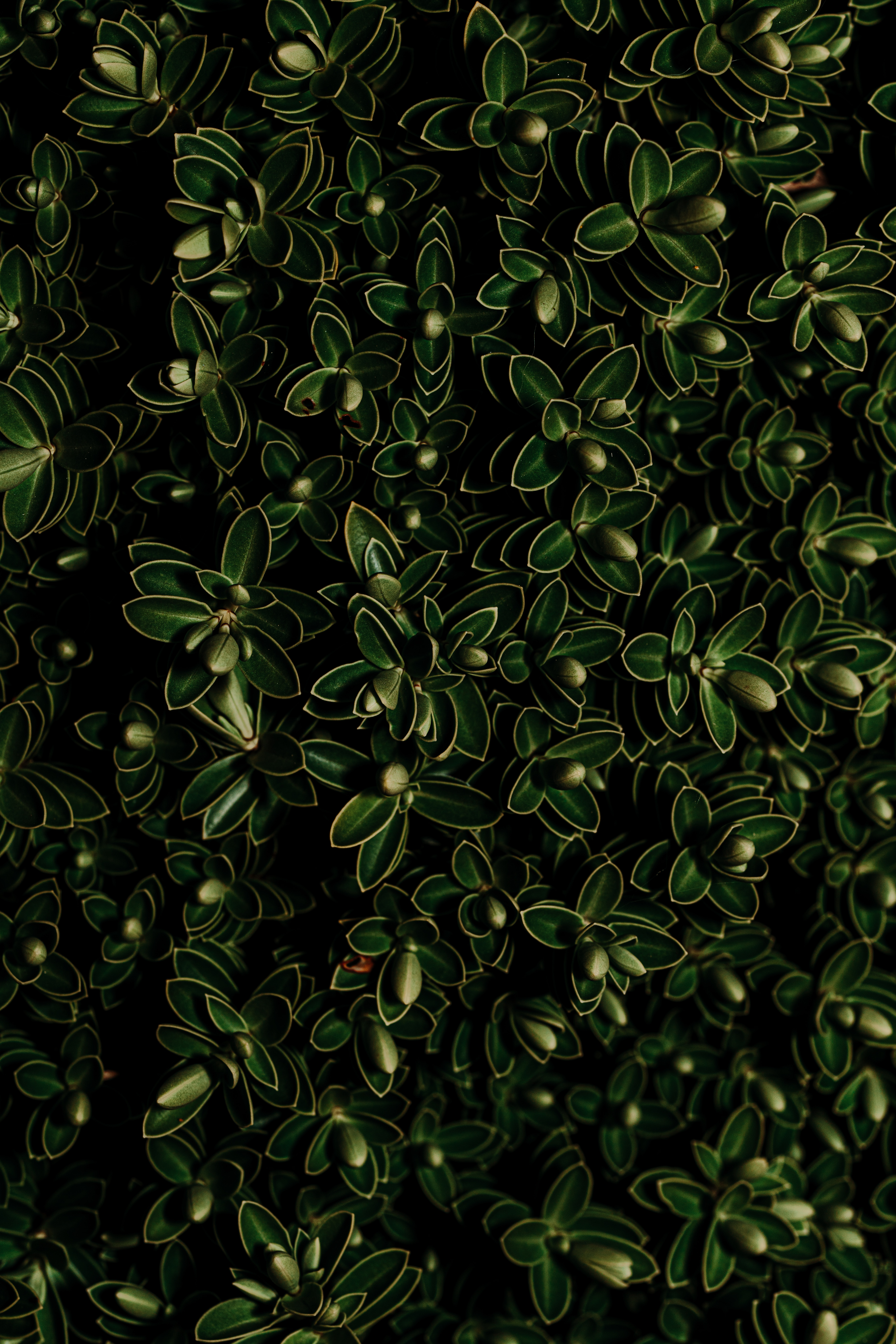 Free download wallpaper Macro, Close Up, Dark, Plants, Leaves on your PC desktop