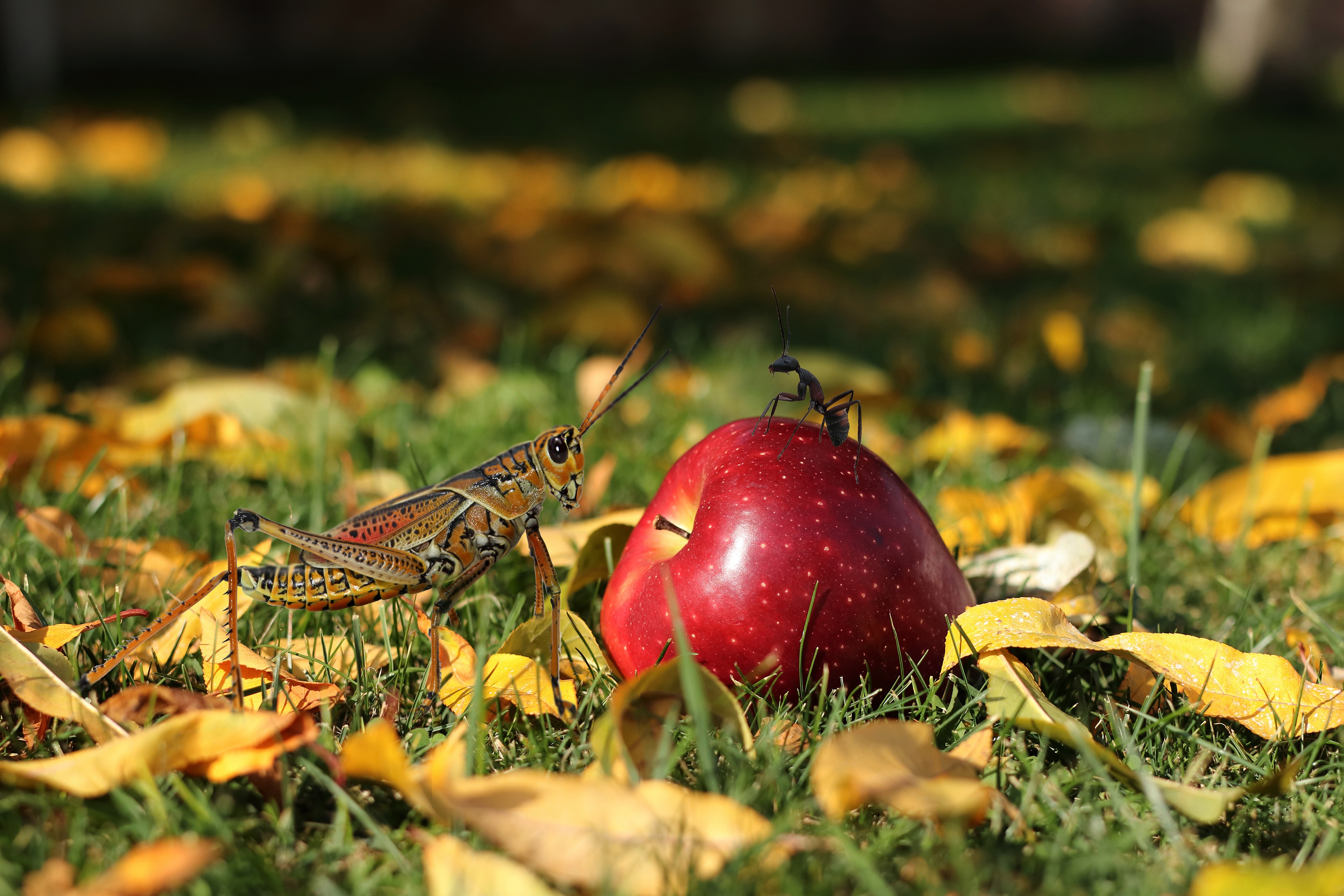 Laden Sie das Tiere, Insekt, Apfel, Ameise, Grashüpfer-Bild kostenlos auf Ihren PC-Desktop herunter