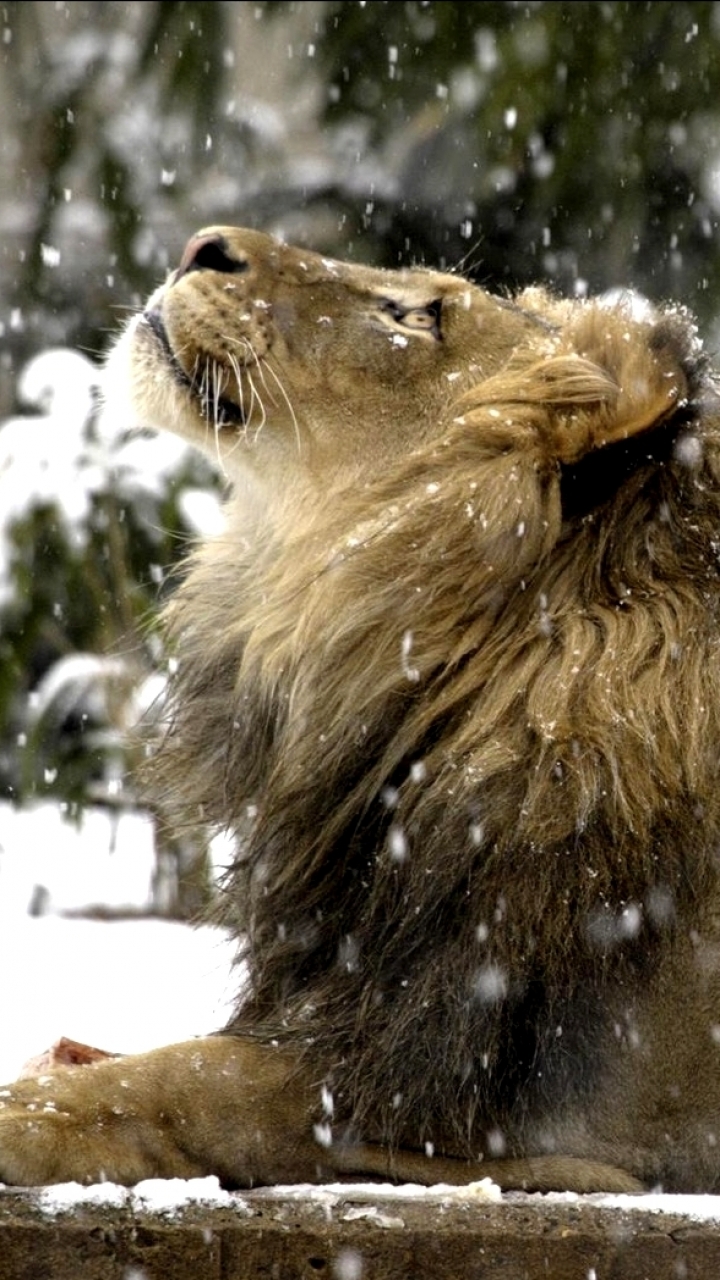 無料モバイル壁紙動物, ライオン, 猫, スミソニアン動物園をダウンロードします。
