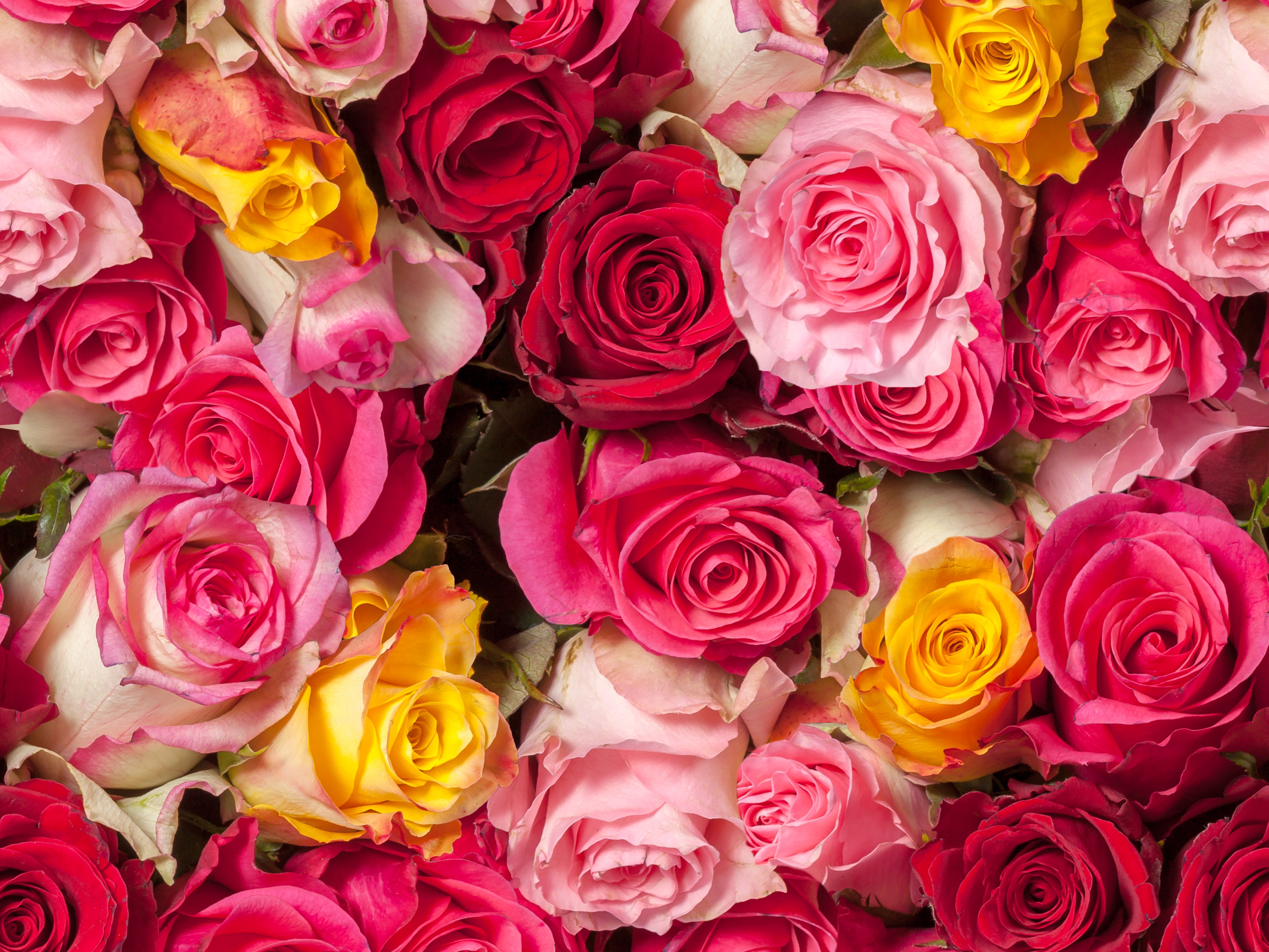 Handy-Wallpaper Blumen, Blume, Rose, Farben, Bunt, Gelbe Blume, Erde/natur, Pinke Blume kostenlos herunterladen.