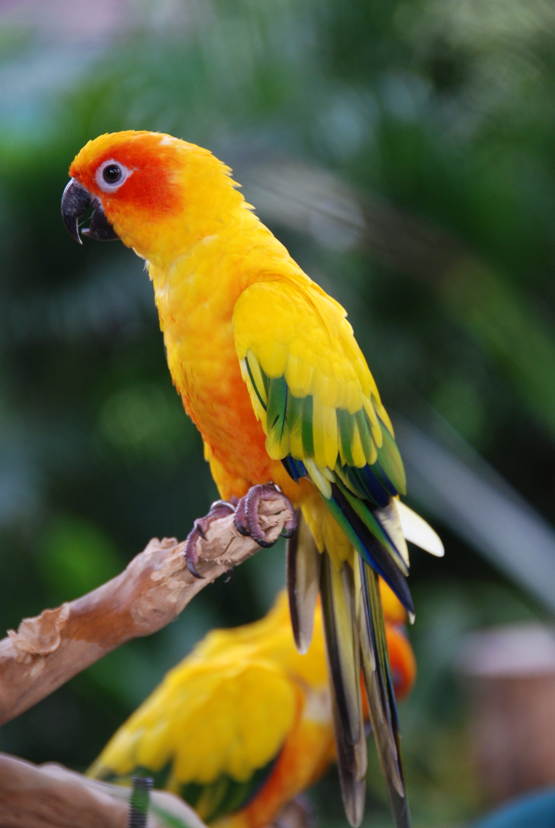parrots, animals, feather, bird, multicolored, motley, wings Full HD