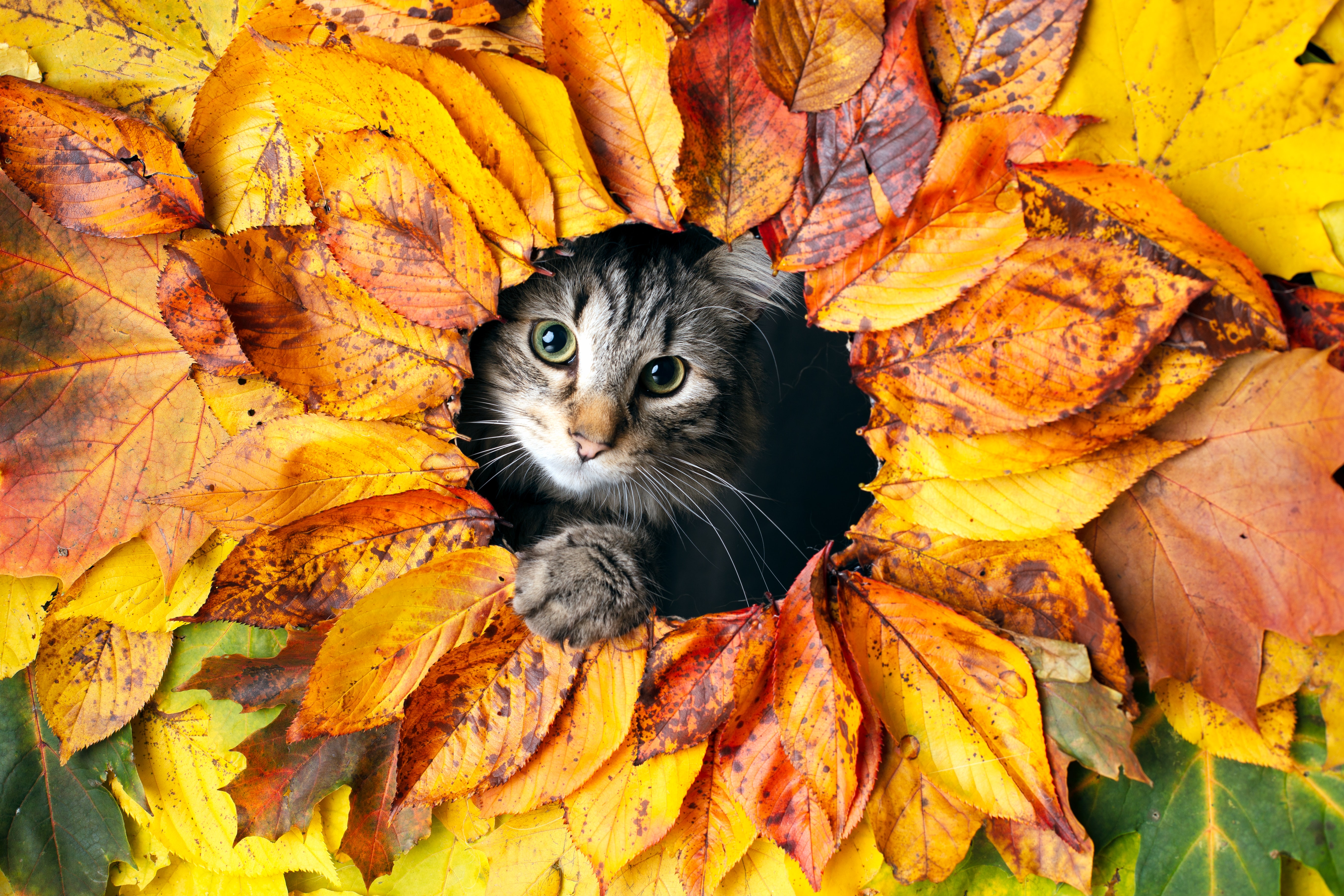 pet, autumn, cat, animals, leaves cellphone