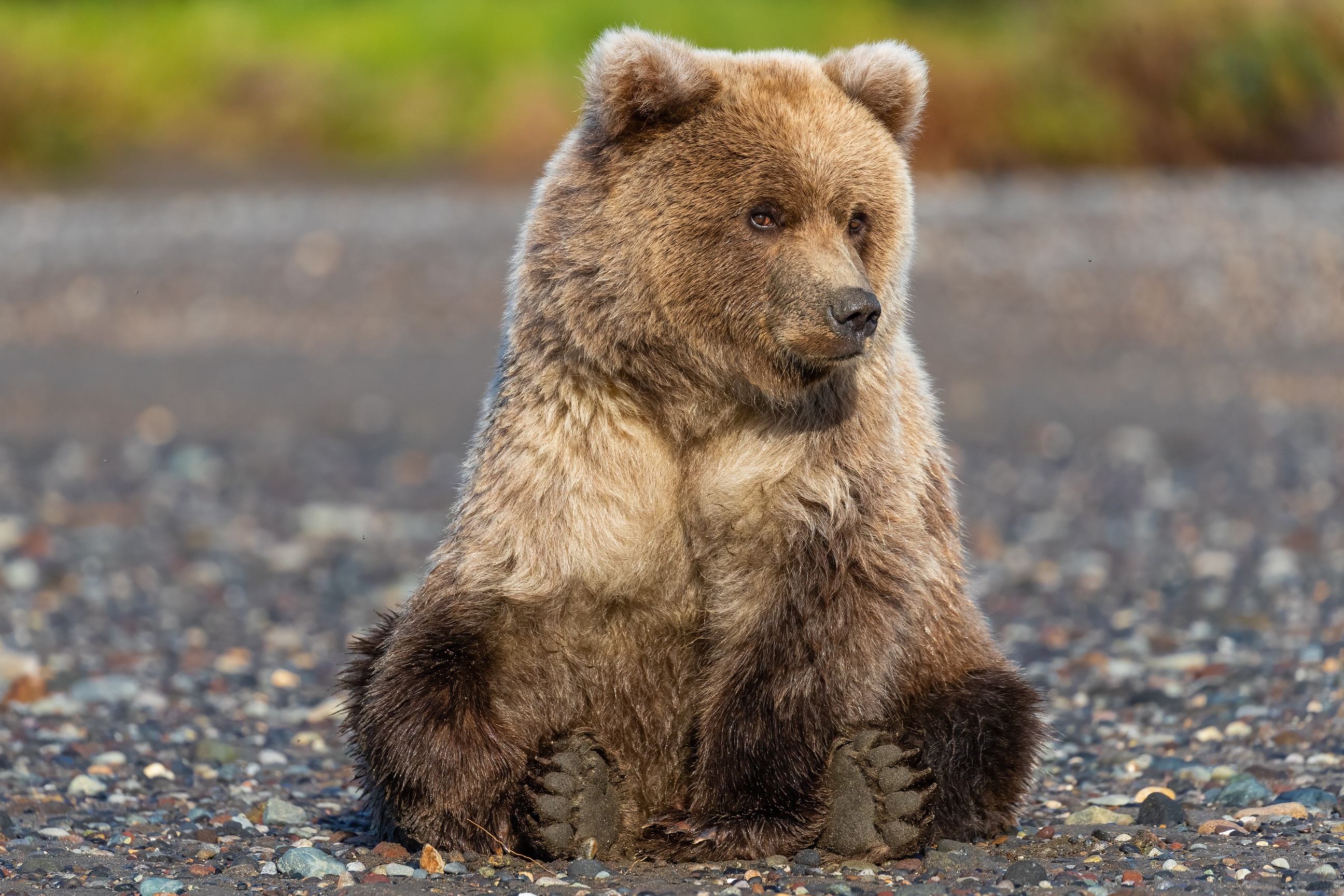 512307 Hintergrundbild herunterladen tiere, grizzlybär, grizzly, bären - Bildschirmschoner und Bilder kostenlos