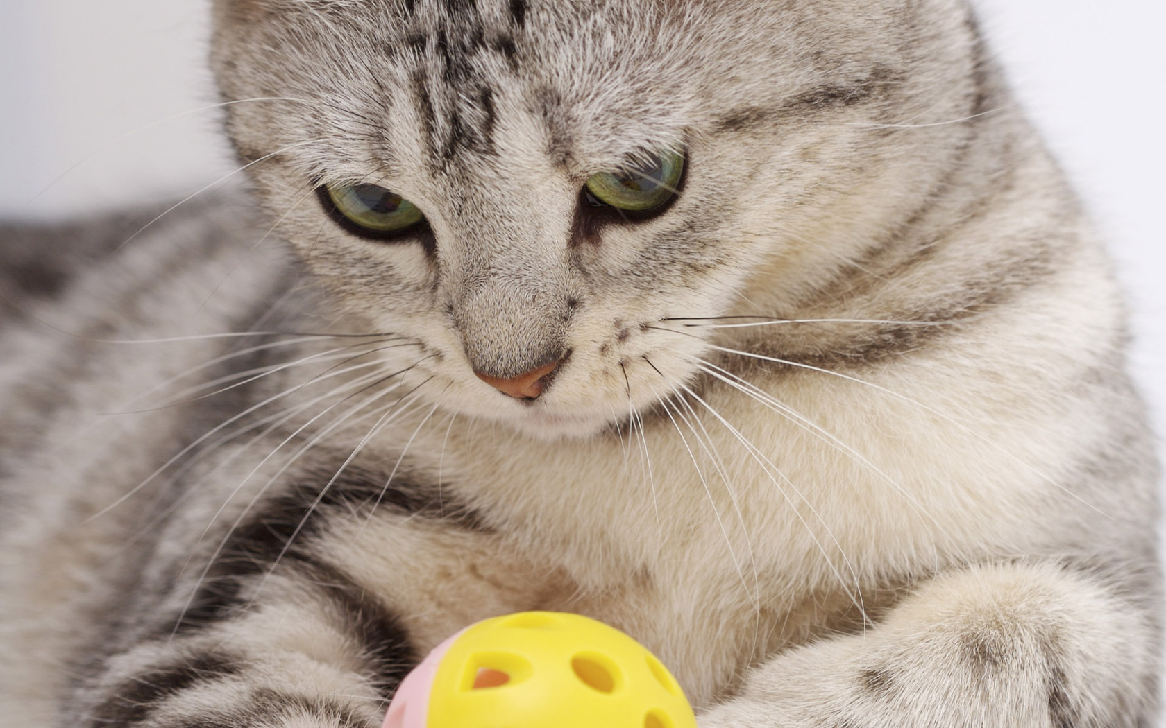 Baixar papel de parede para celular de Animais, Gatos, Gato gratuito.