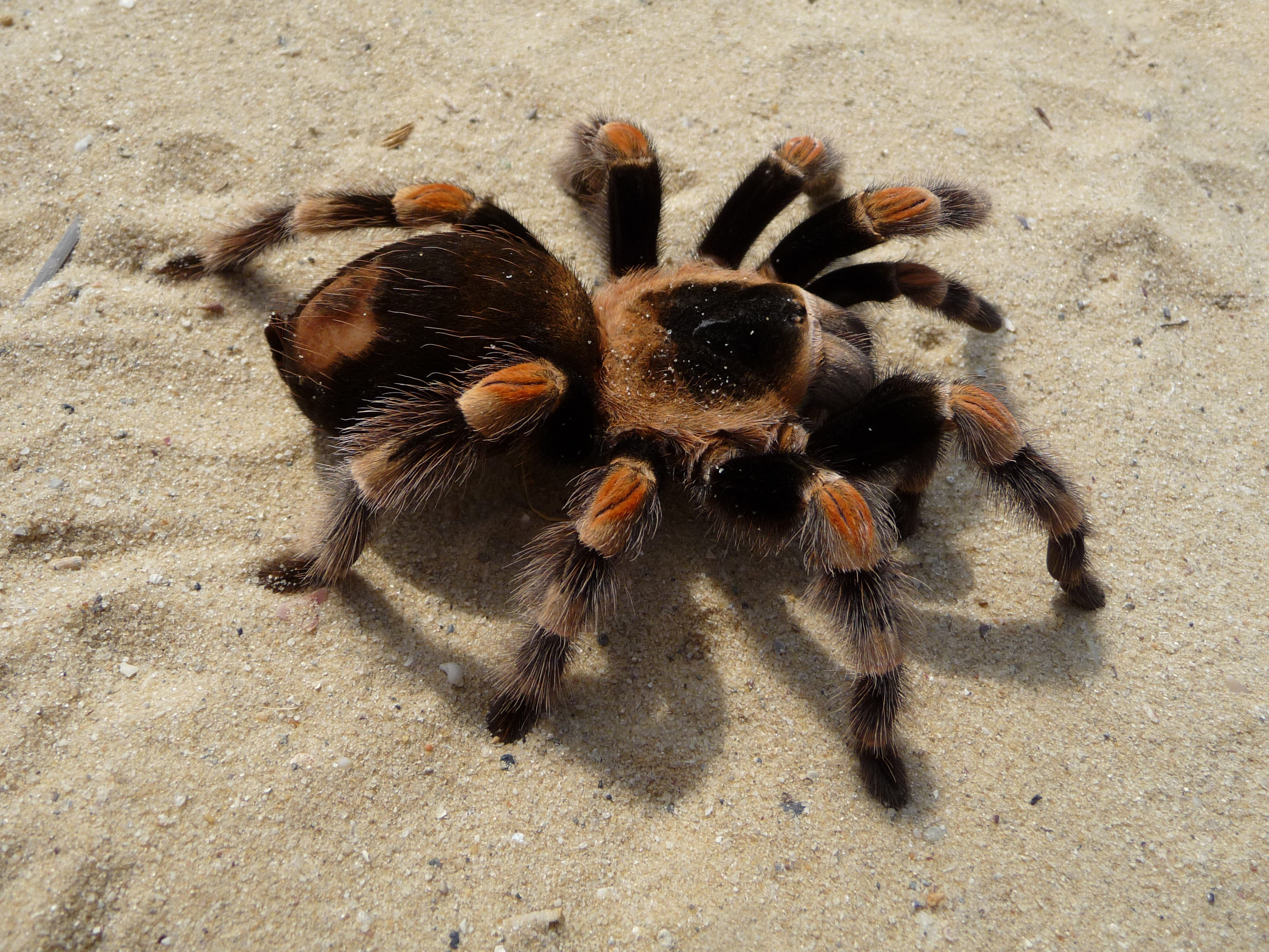 Free download wallpaper Spiders, Animal, Tarantula on your PC desktop