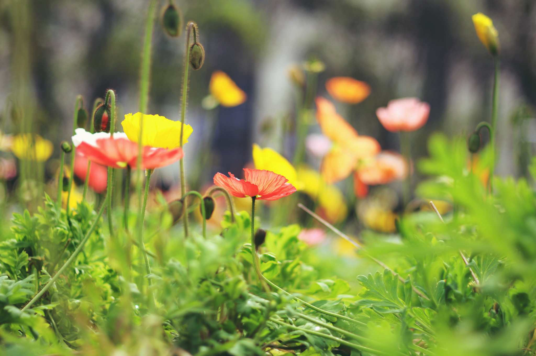 Laden Sie das Natur, Blumen, Mohn, Sommer, Blume, Gelbe Blume, Rote Blume, Erde/natur, Tiefenschärfe-Bild kostenlos auf Ihren PC-Desktop herunter
