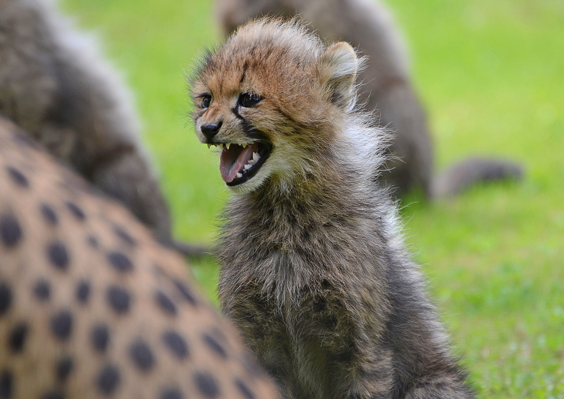 Download mobile wallpaper Cheetah, Cats, Animal for free.