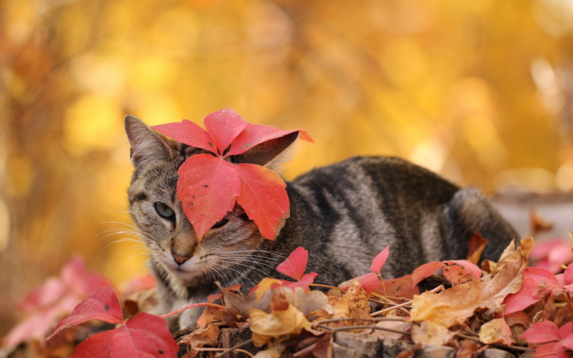 Download mobile wallpaper Cats, Cat, Leaf, Animal for free.