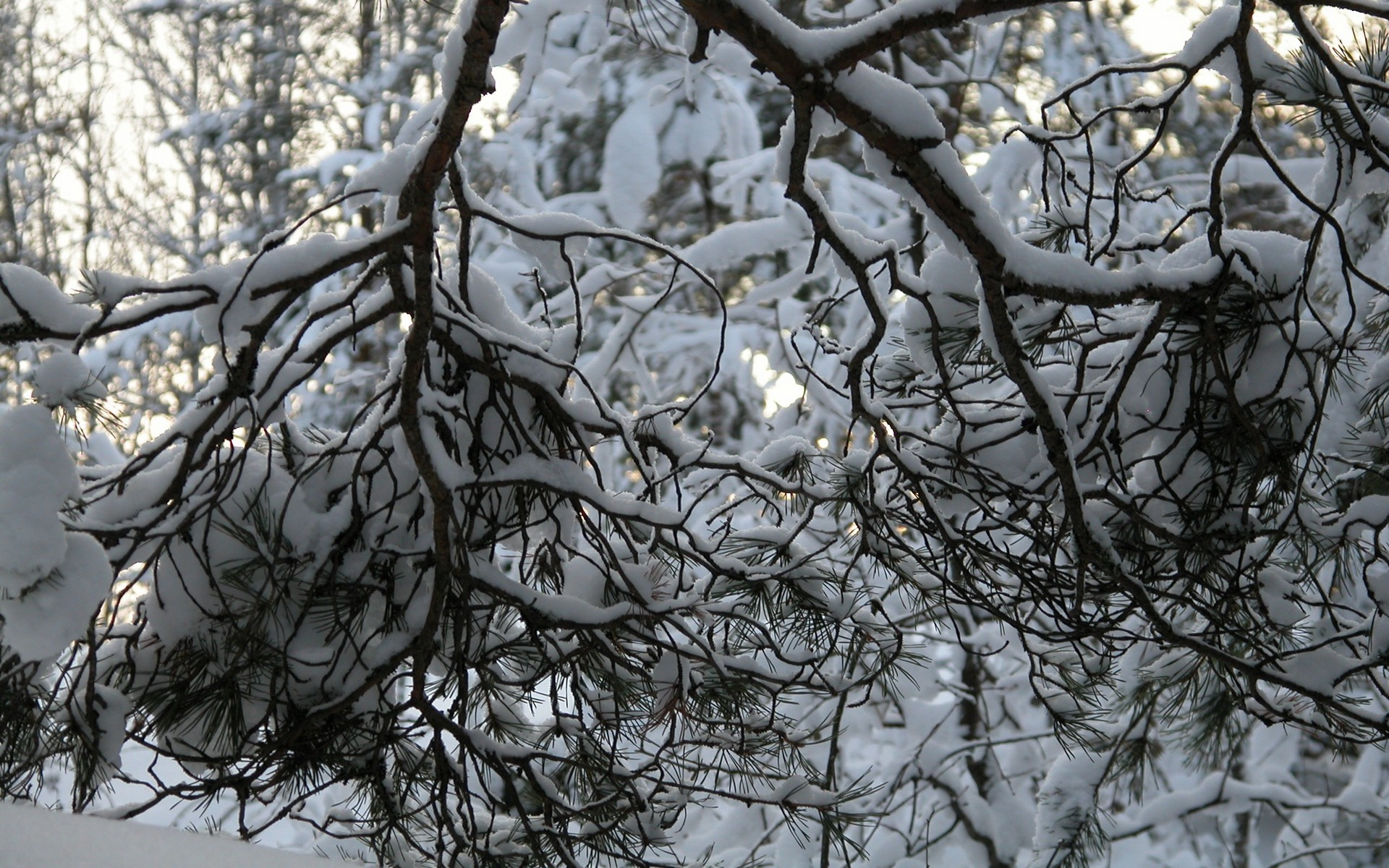 Téléchargez des papiers peints mobile Hiver, Terre/nature gratuitement.