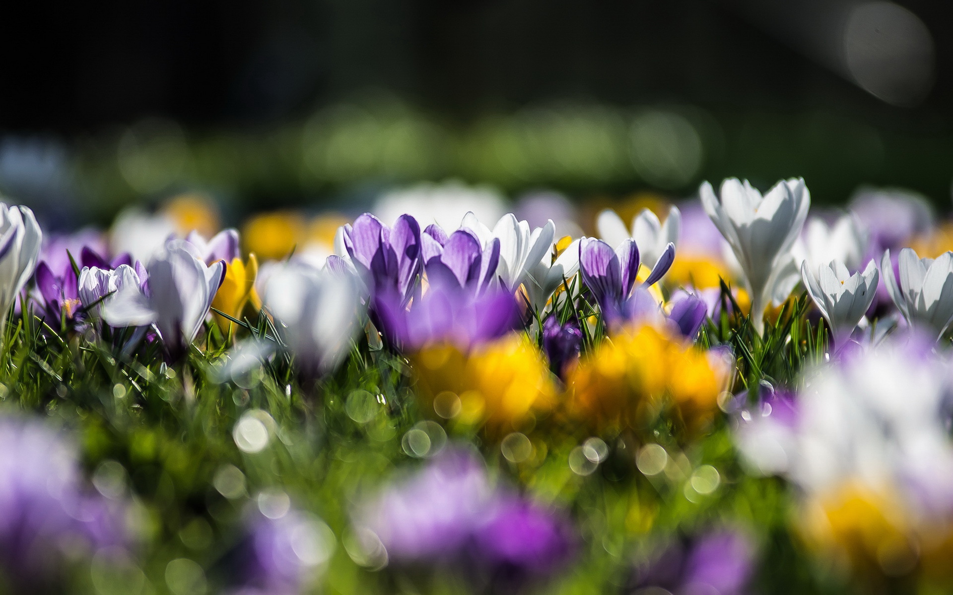 Handy-Wallpaper Blumen, Blume, Erde/natur kostenlos herunterladen.