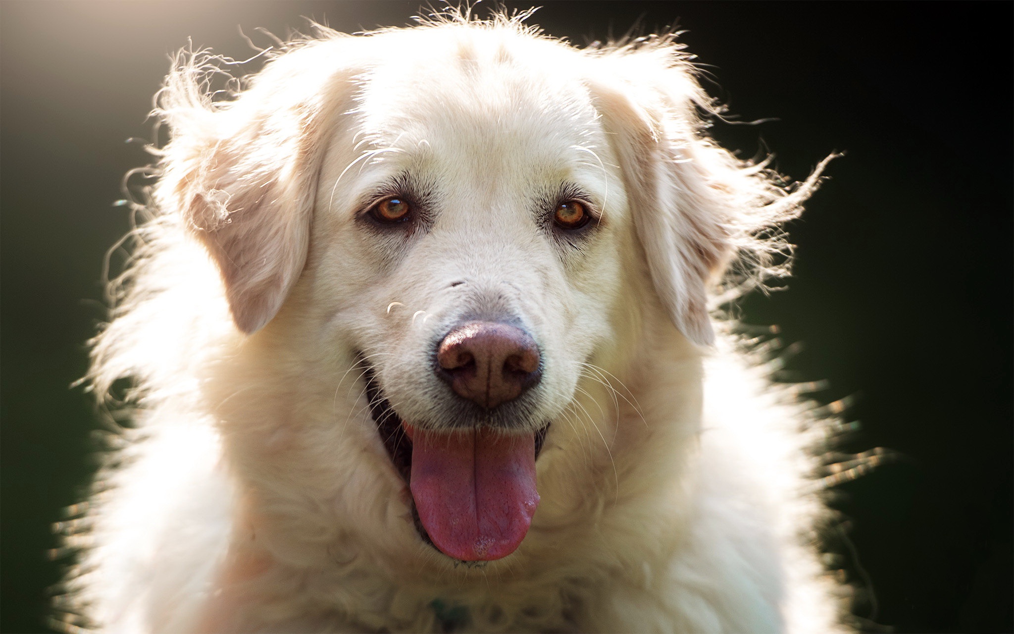 Baixe gratuitamente a imagem Animais, Cães, Cão, Olhar Fixamente na área de trabalho do seu PC