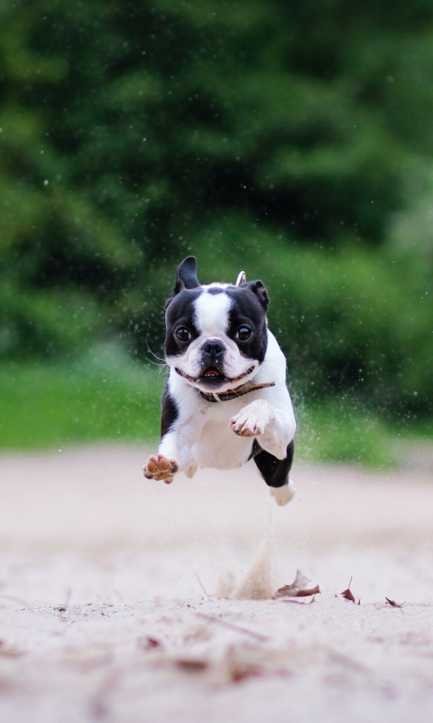 Скачати мобільні шпалери Собаки, Тварина, Французький Бульдог безкоштовно.