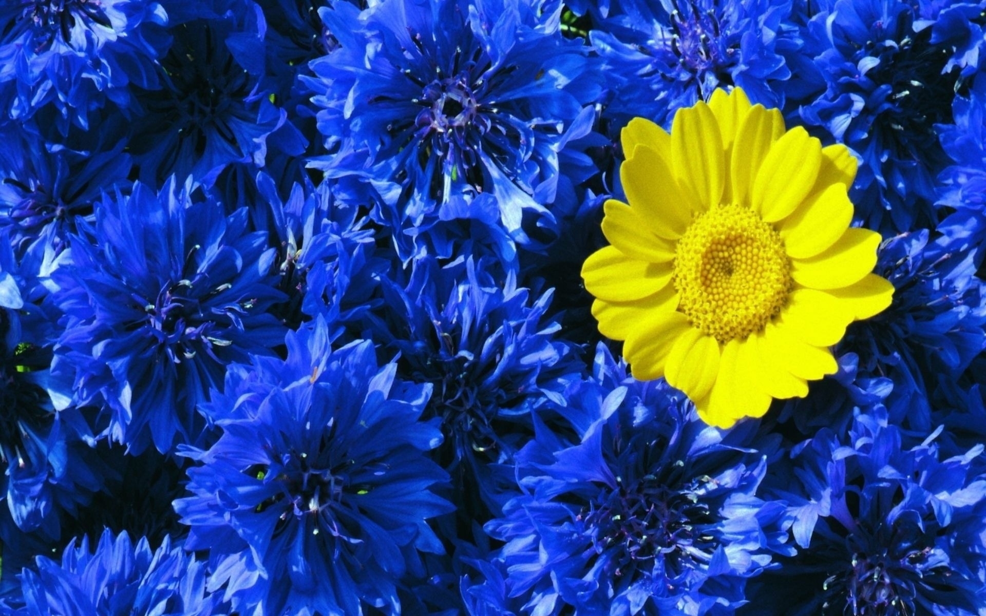 Baixe gratuitamente a imagem Flores, Plantas na área de trabalho do seu PC