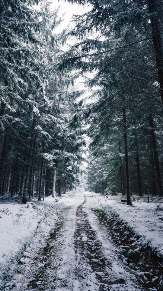 Handy-Wallpaper Winter, Schnee, Straße, Wald, Baum, Norwegen, Menschengemacht kostenlos herunterladen.