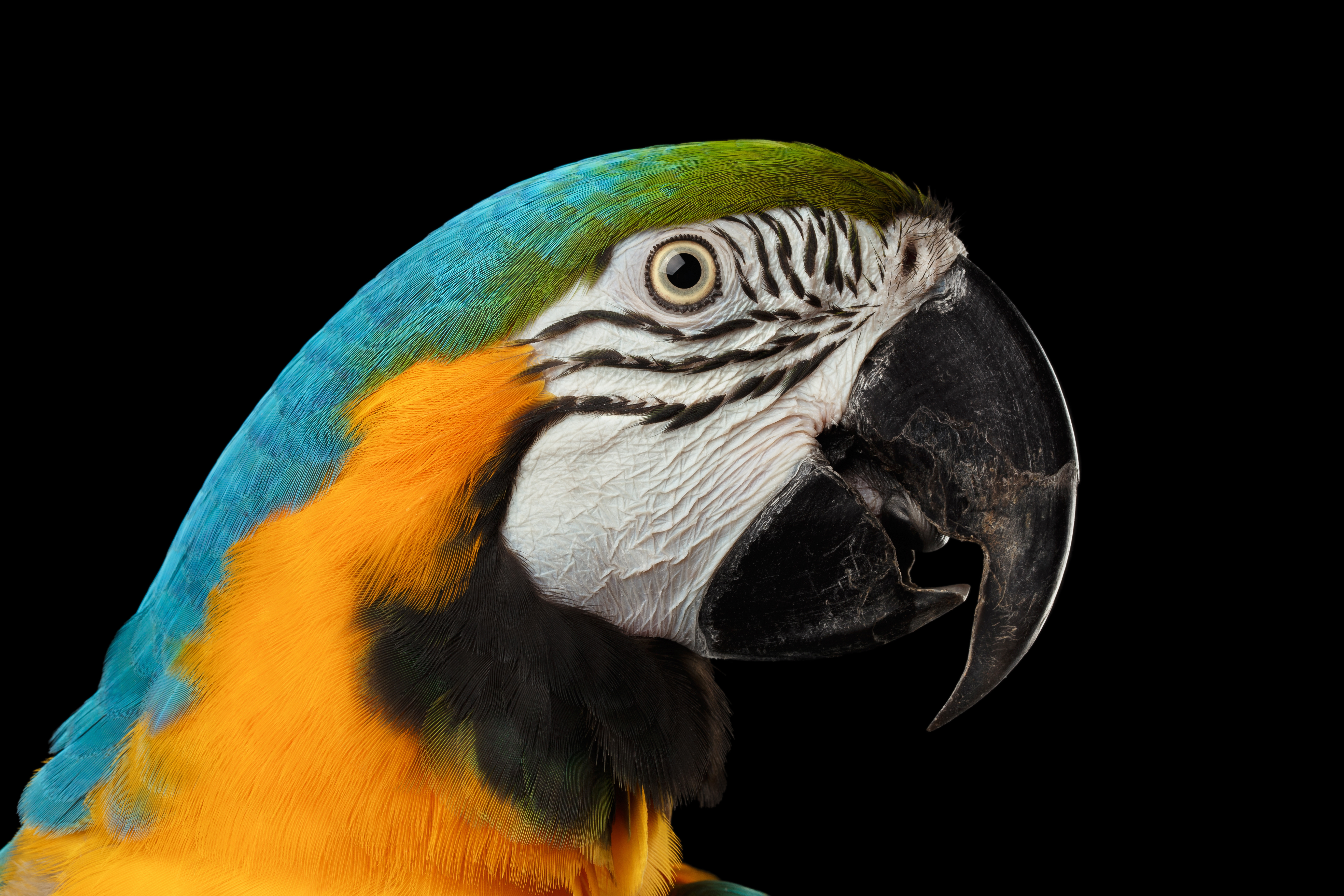 Download mobile wallpaper Birds, Bird, Animal, Blue And Yellow Macaw for free.