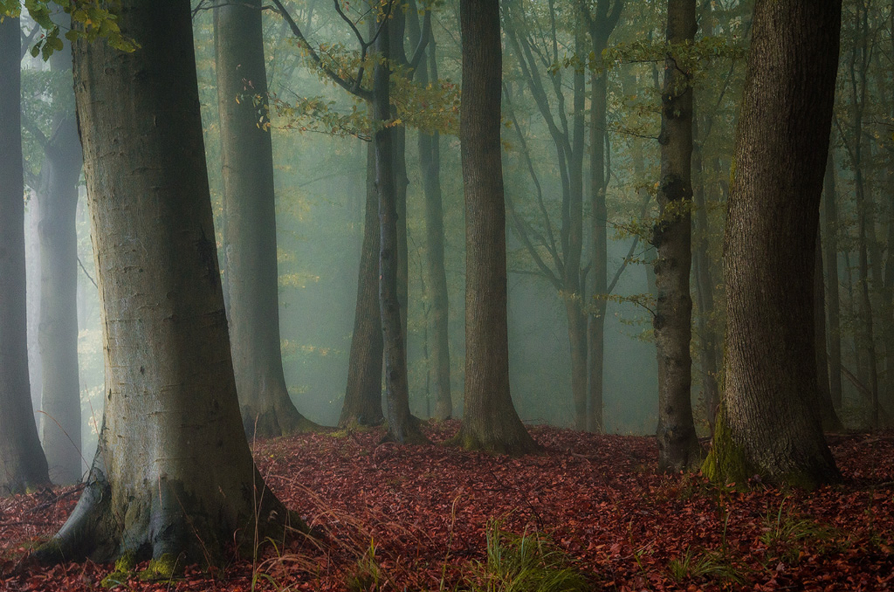 Descarga gratis la imagen Bosque, Tierra/naturaleza en el escritorio de tu PC