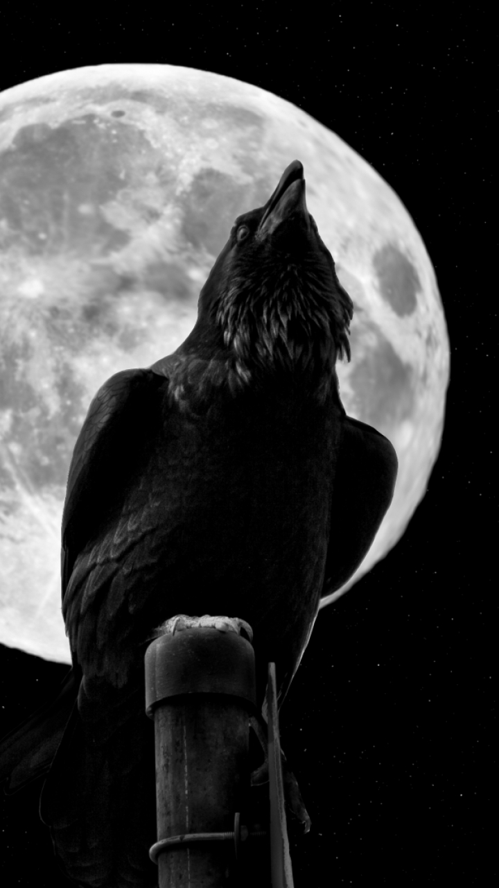 Download mobile wallpaper Animal, Crow for free.