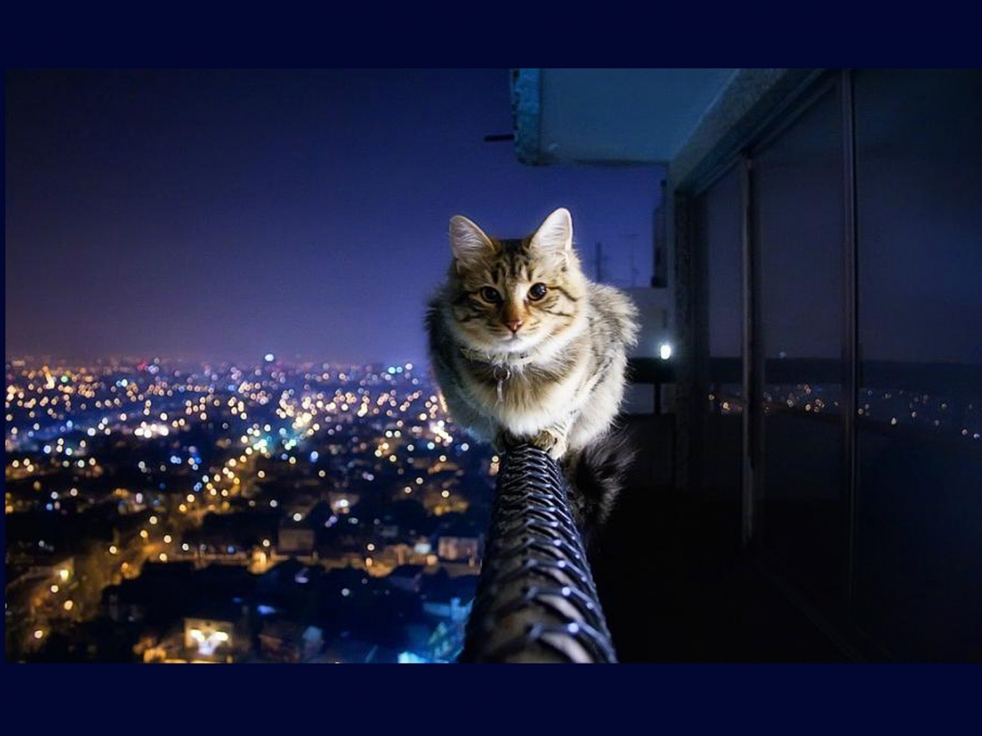 46361 descargar fondo de pantalla gatos, animales: protectores de pantalla e imágenes gratis