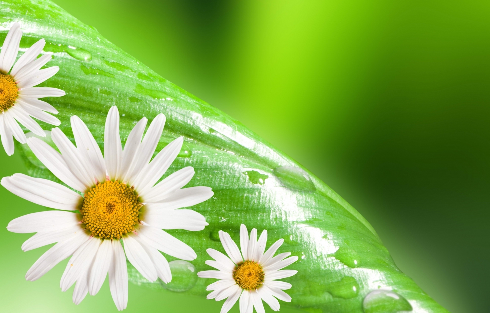 Free download wallpaper Plants, Flowers, Leaves, Background, Camomile on your PC desktop