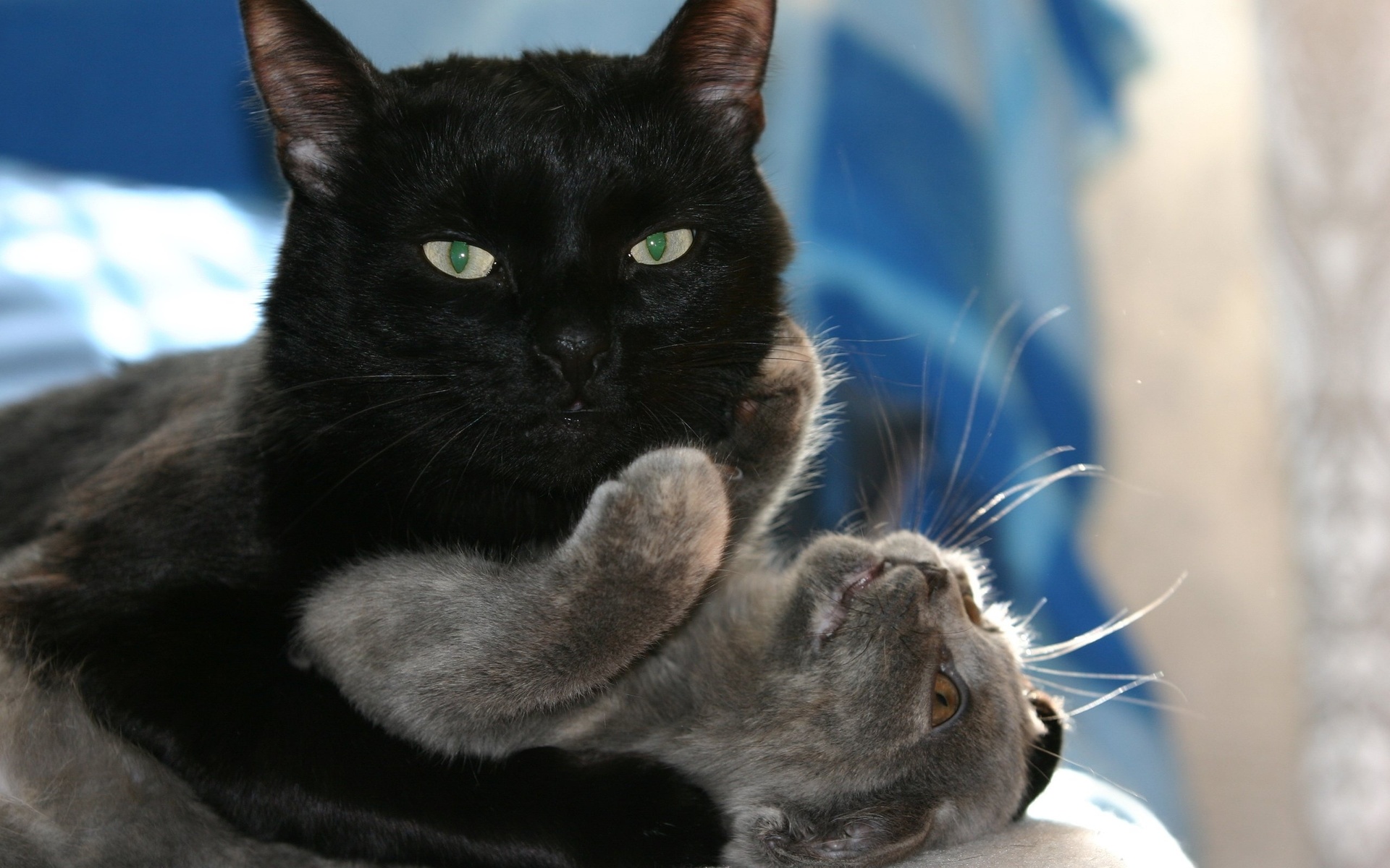 Baixar papel de parede para celular de Animais, Gato gratuito.