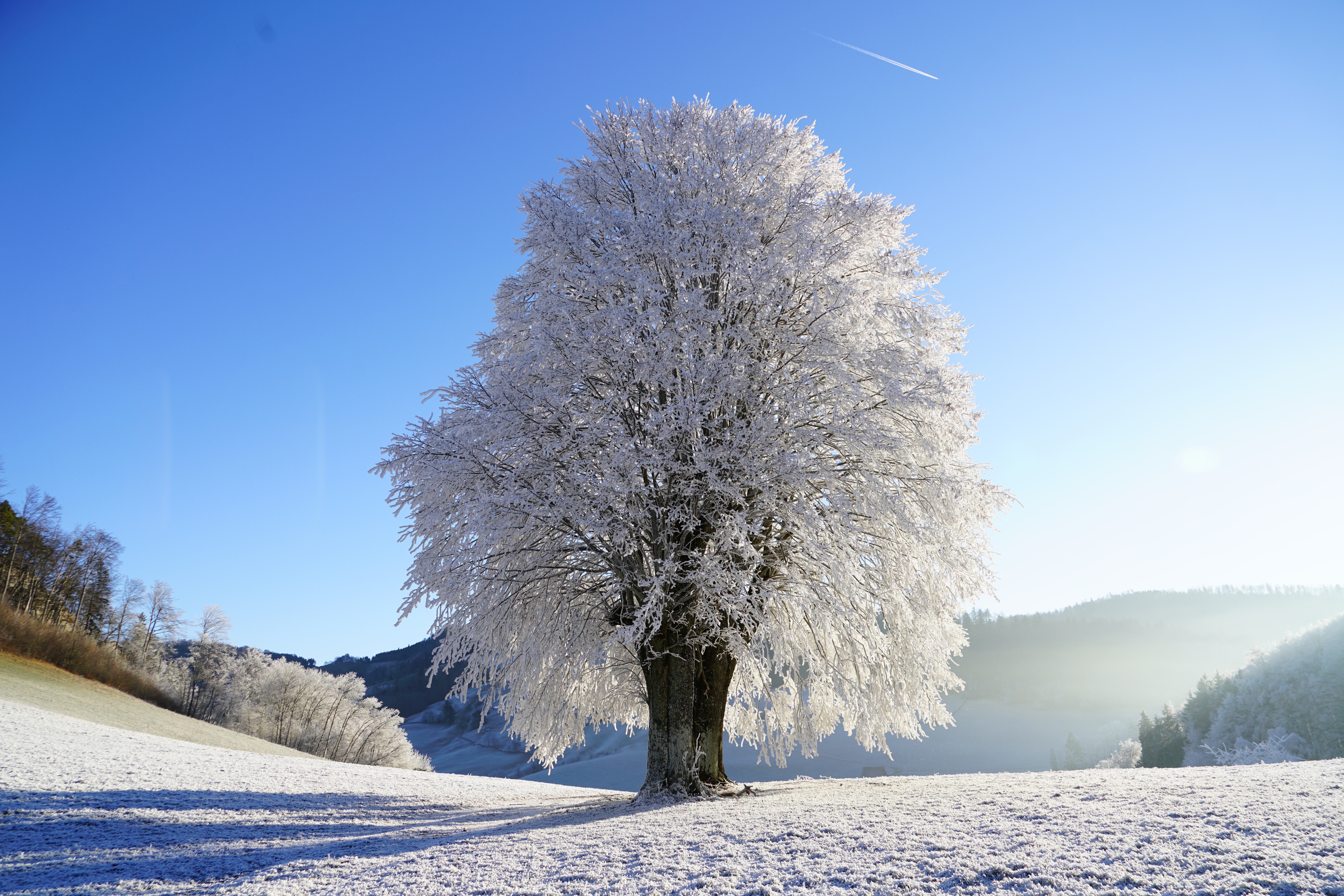 Handy-Wallpaper Winter, Natur, Bäume, Schnee, Baum, Erde/natur kostenlos herunterladen.