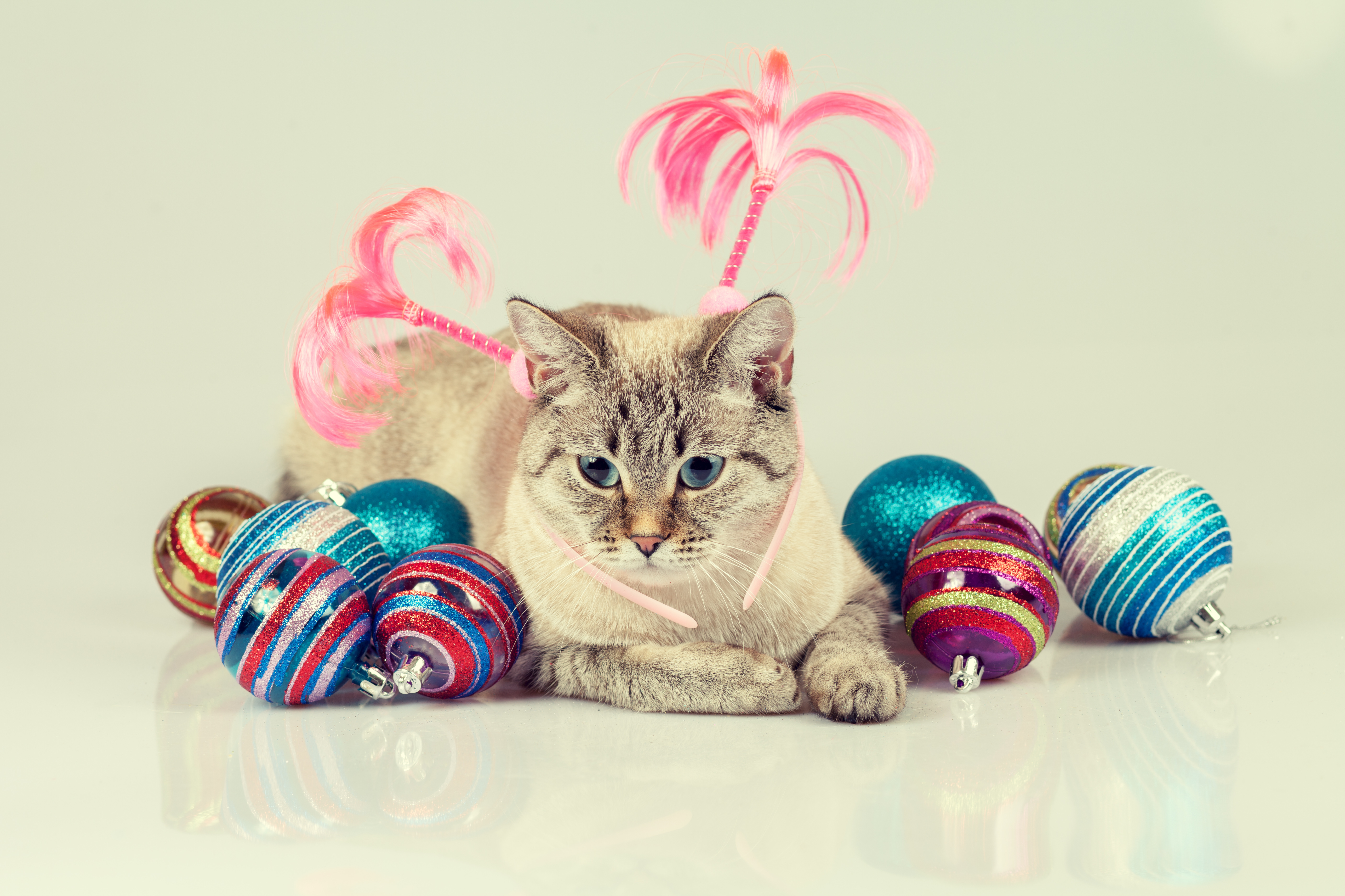 Free download wallpaper Cats, Reflection, Cat, Animal, Christmas Ornaments on your PC desktop