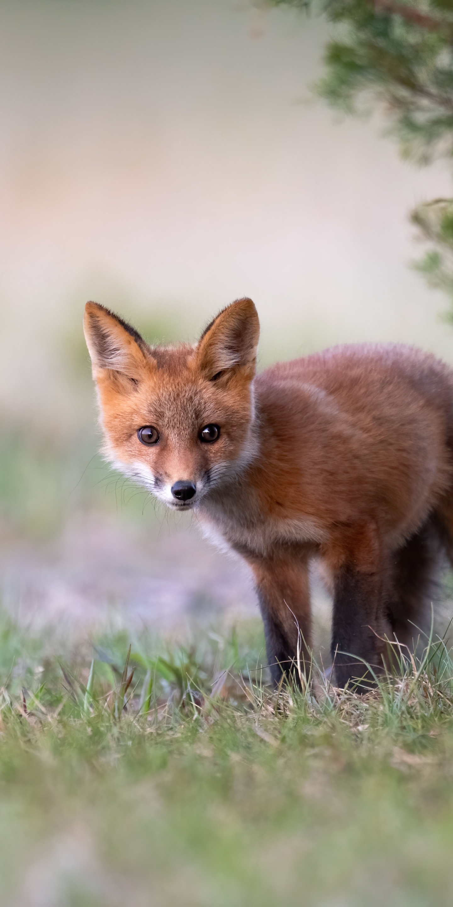 Handy-Wallpaper Tiere, Fuchs kostenlos herunterladen.