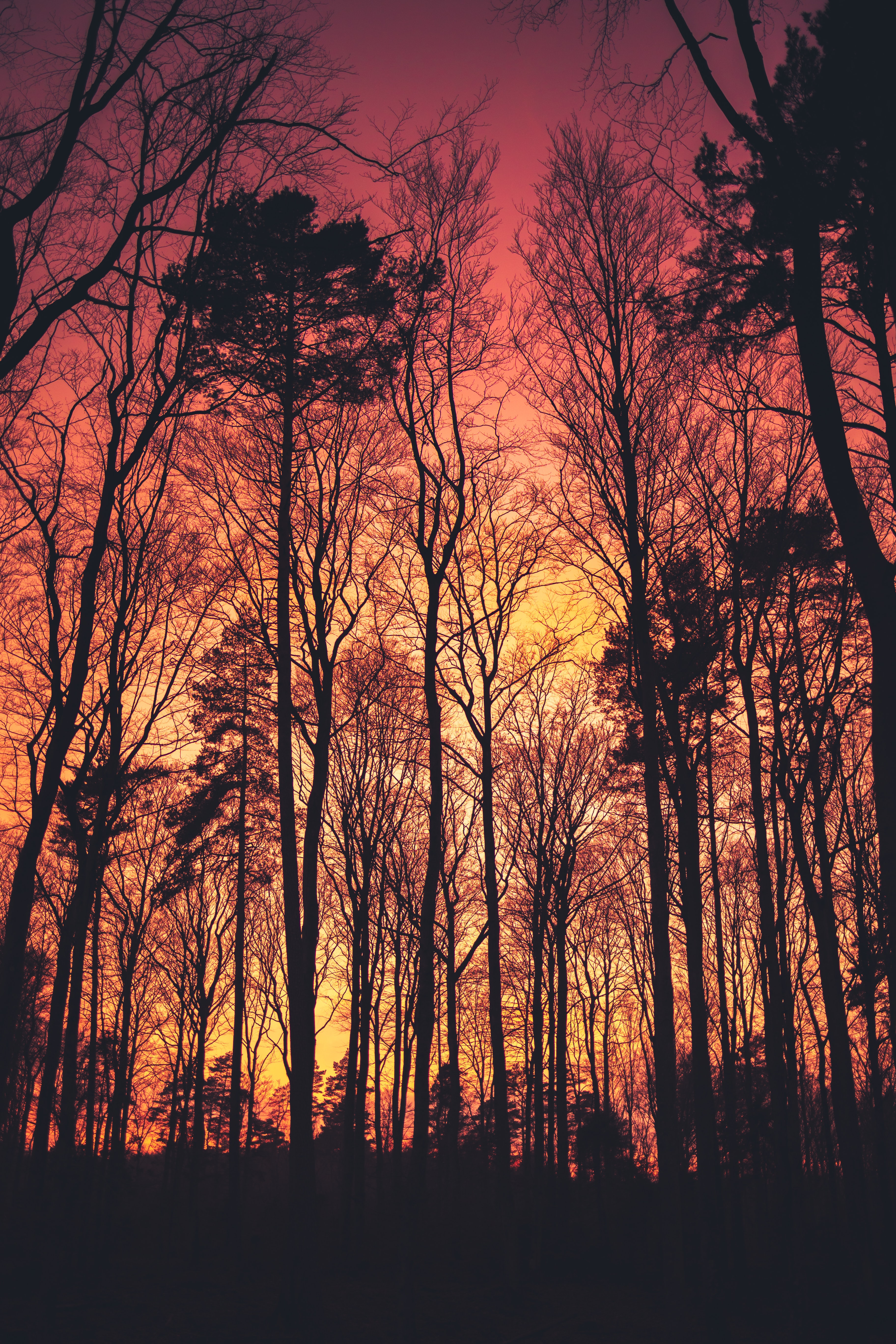 Free download wallpaper Trees, Sunset, Branches, Dark, Silhouettes on your PC desktop