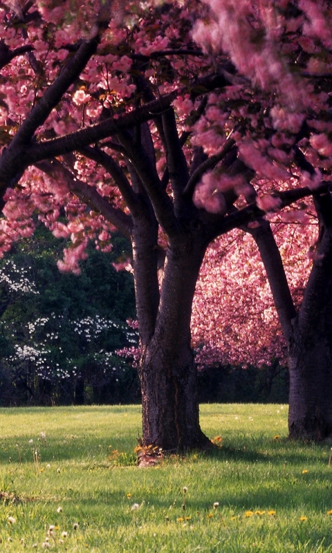 Download mobile wallpaper Tree, Earth, Spring, Blossom, Pink Flower for free.