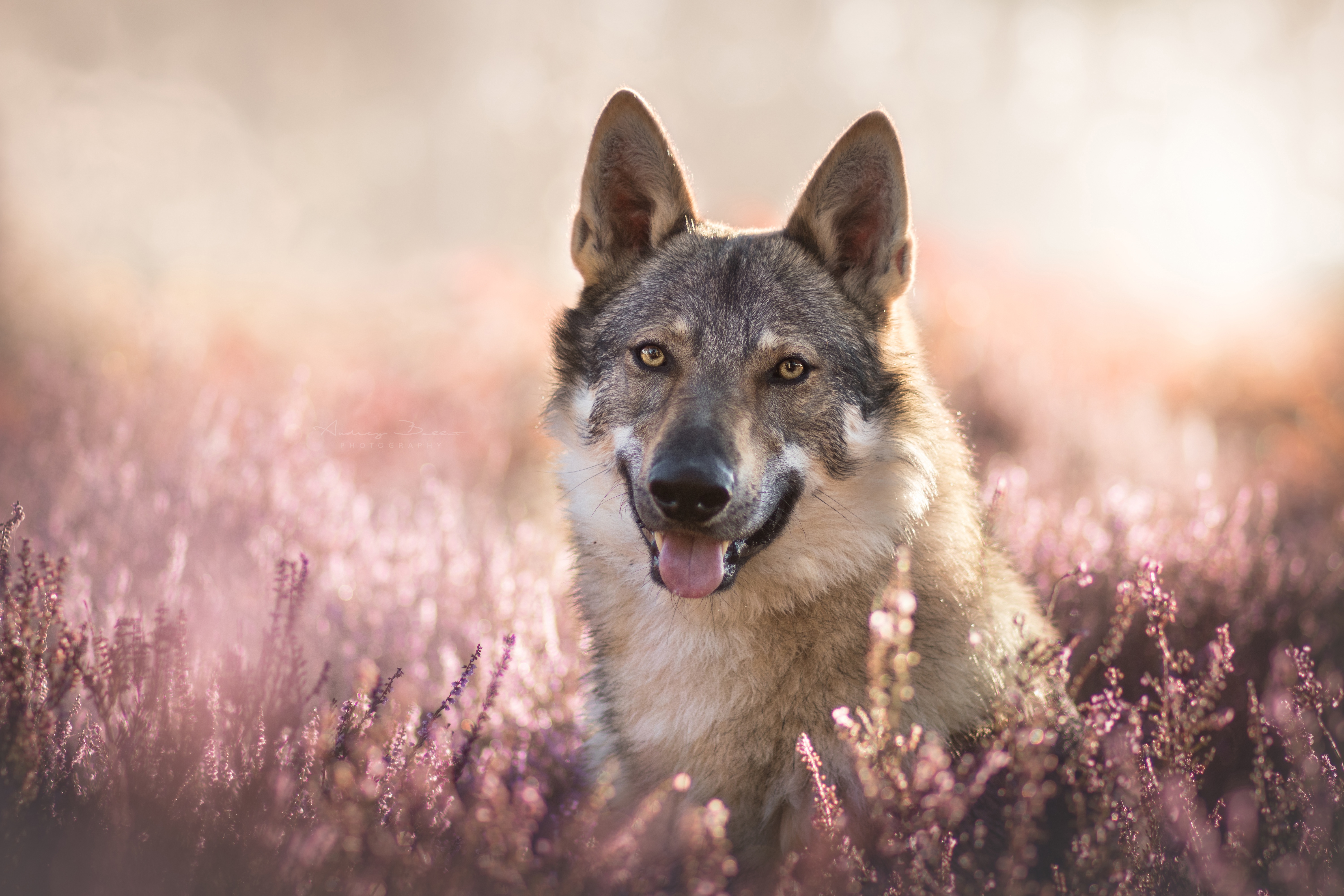 423031 скачать обои животные, волк собака, глубина резкости, лиловый, фиолетовый цветок, собаки - заставки и картинки бесплатно