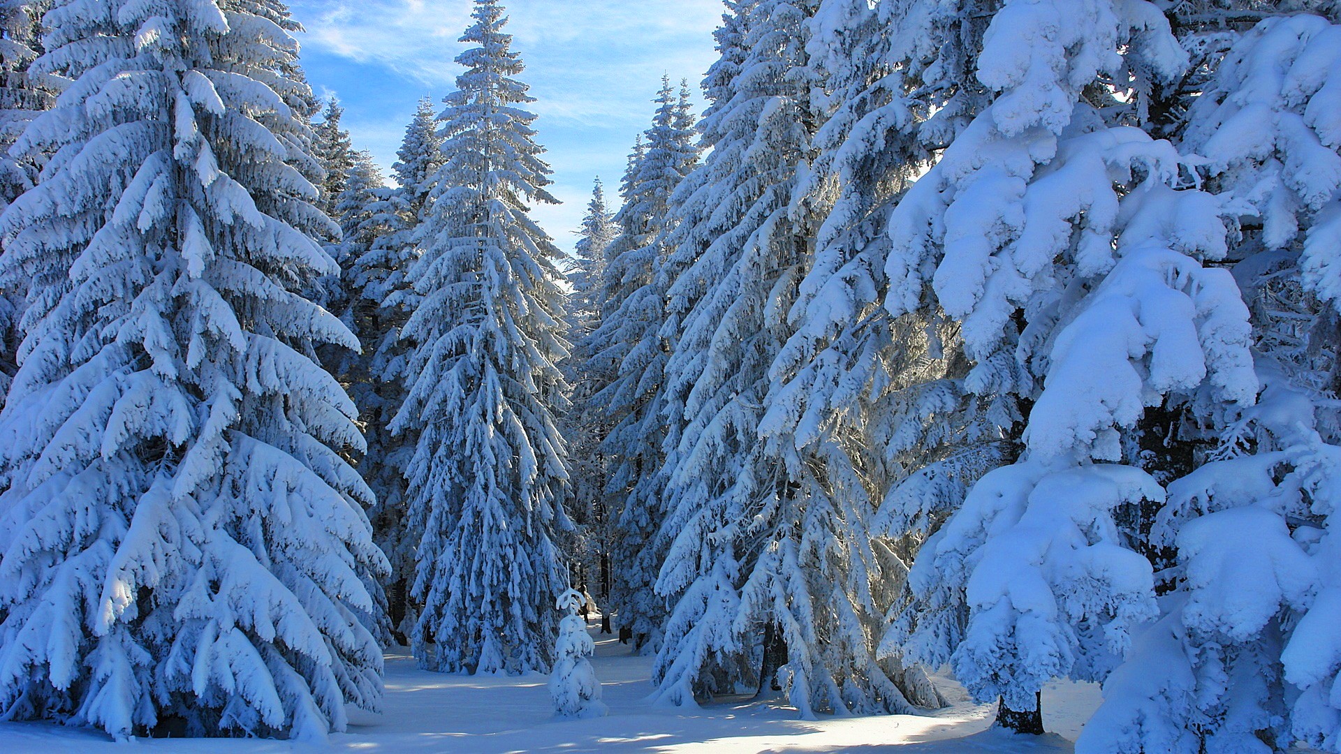 earth, winter, pine, snow, tree wallpapers for tablet